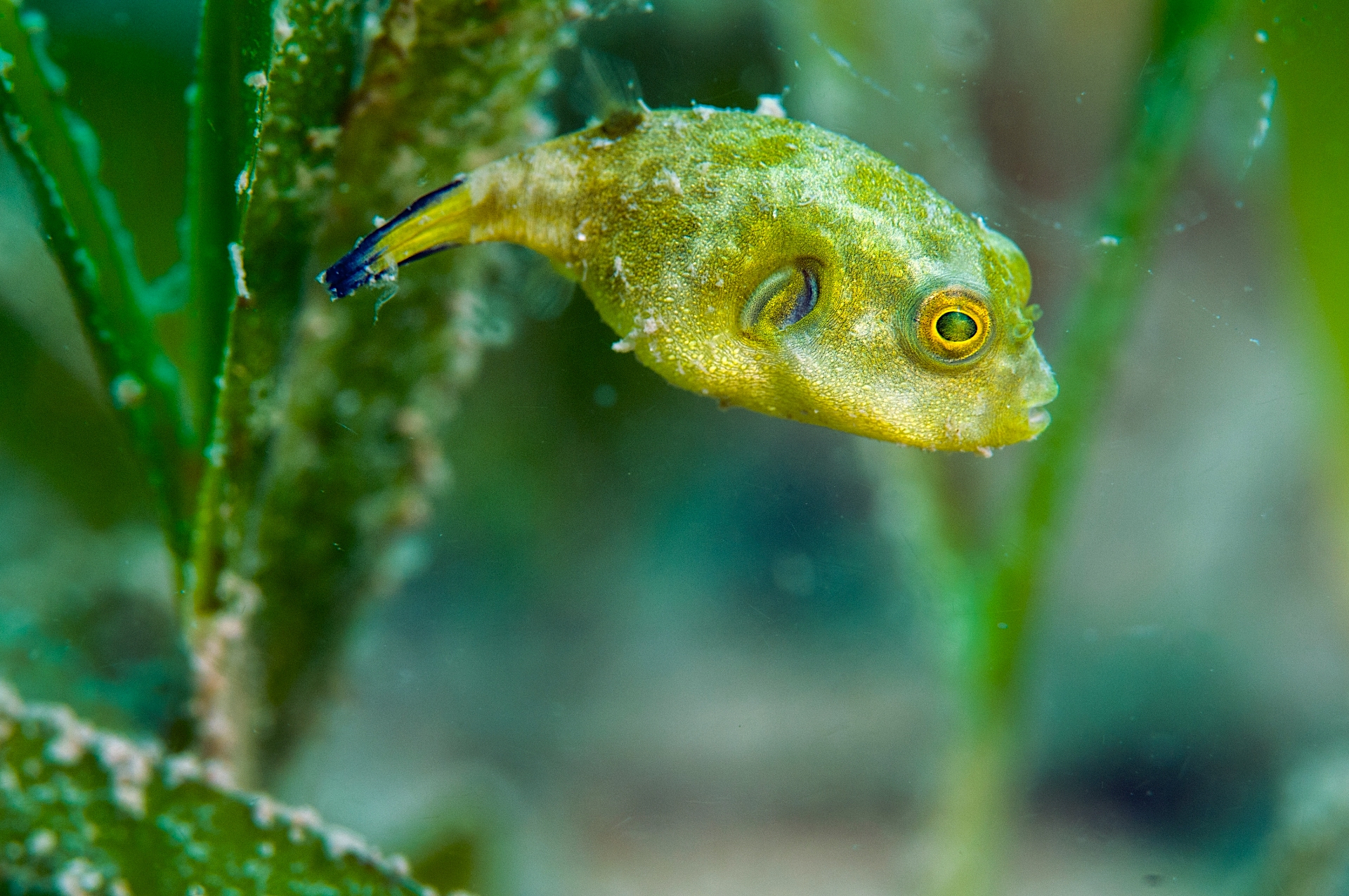 A snail (top) uses its proboscis to forage for food while paying close attention to its surroundings for looming predators. A juvenile pufferfish (bottom left) camouflages well in the leafy nurseries that seagrasses create, sustaining itself on smaller invertebrates that also use these habitats to feed and hide. Sea moths (bottom right) are also known as Pegasus, named for their resemblance with the divine winged-horse from Greek mythology. They are severely threatened by harvesting for Chinese medicine, aquarium trade, accidental fishing, and loss of habitat by bottom trawling. Photos: Umeed Mistry