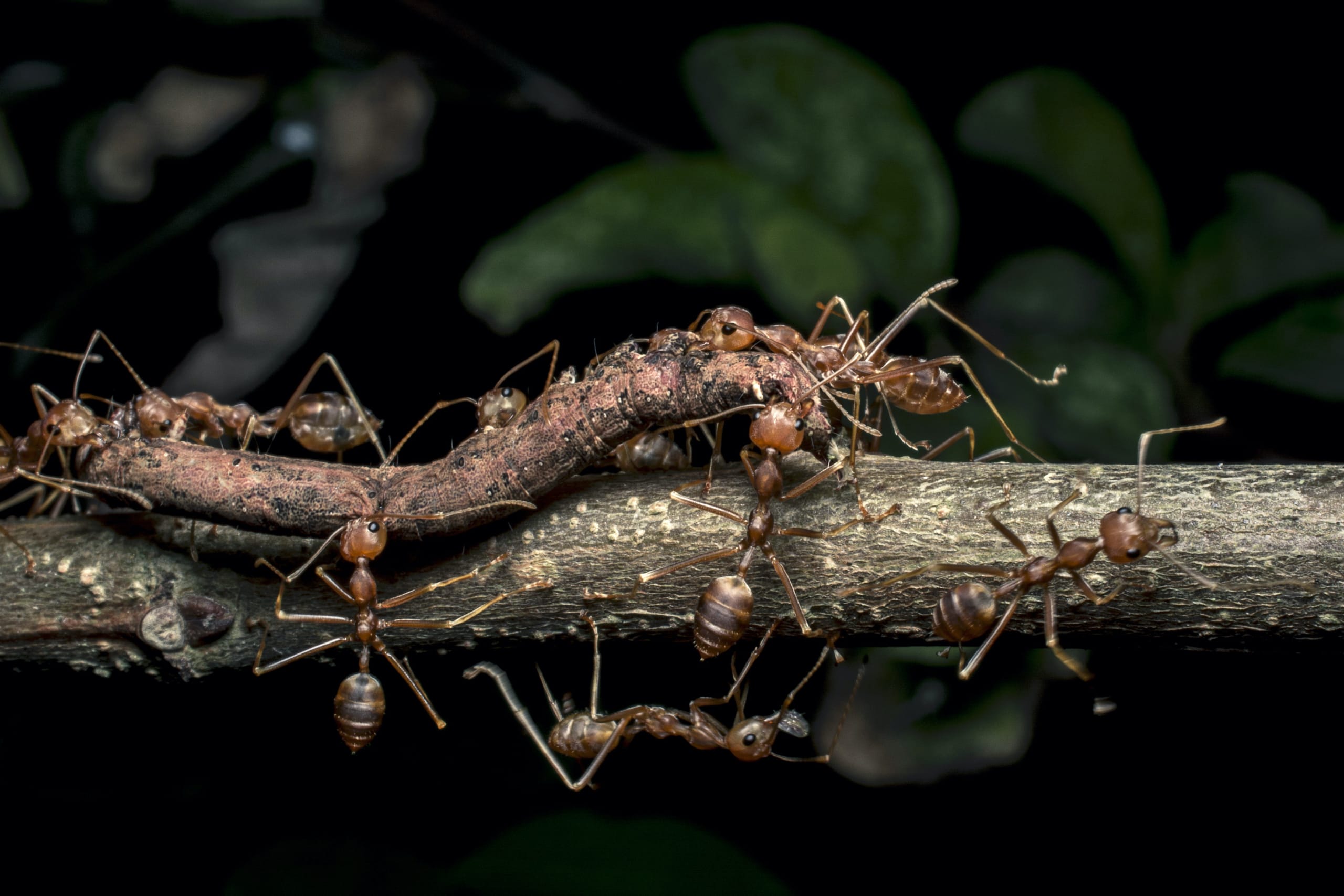 Canopy Colonisers: Battles of the Weaver Ant Armies