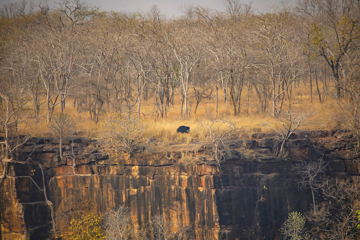 Dundhwa Seha is a prominent vulture nesting site. It is not popular with most animals, but this sloth bear thinks nothing of foraging for ants and termites at the edge of the gorge. Photo: Phalgun Patel  Cover photo: The River Ken, frequented by many animals including the tiger, is the lifeline of Panna Tiger Reserve. The striped cat is often spotted lounging by, or swimming across the river. Cover Photo: Phalgun Patel 