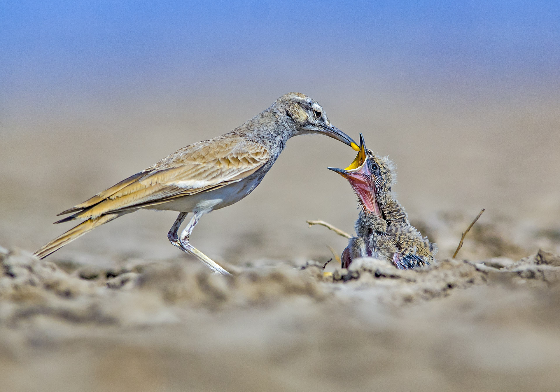 The greater hoopoe lark builds its nest on the ground in a depression (even a cattle hoof mark will suffice) or in a dense desert bush and lays two to three eggs, which are incubated in turn by both sexes. Greater hoopoe lark chicks, which are mainly fed insects by its parents, grow very fast and are able to run around even before they are able to fly. A family of desert foxes feed on the greater hoopoe lark’s chicks. Like all ground-nesting birds, greater hoopoe larks have to face many predators — monitor lizards, jackals, foxes, rats, and snakes. 
