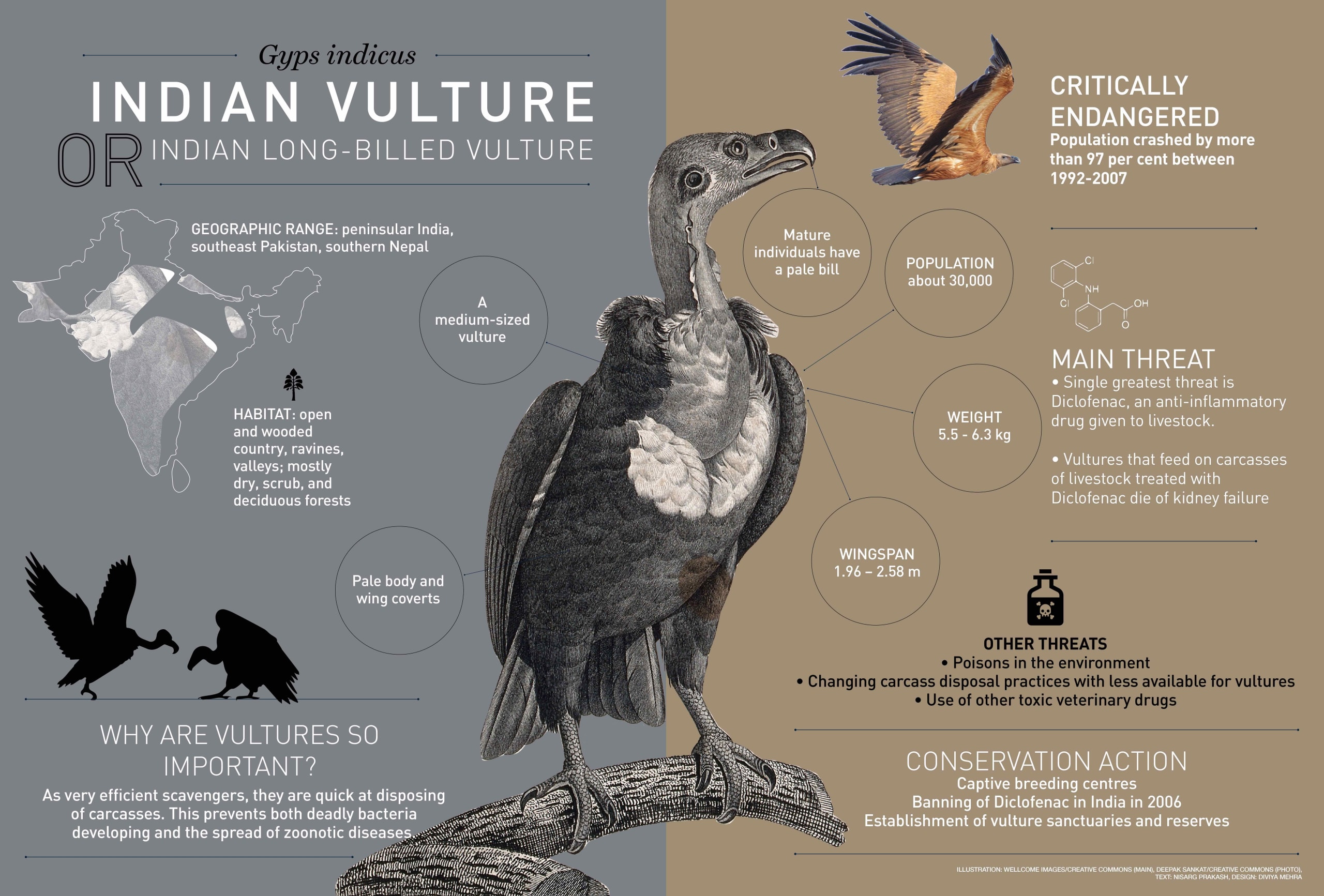 Indian vulture roundglass sustain
