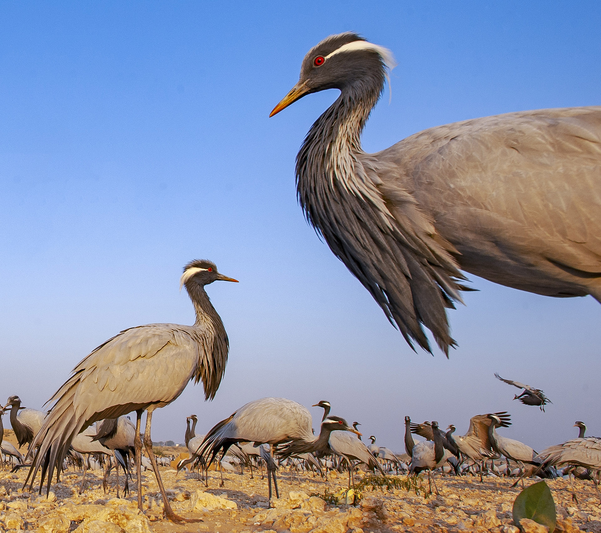 Guest List of Thousands: Demoiselle Cranes in Kheechan