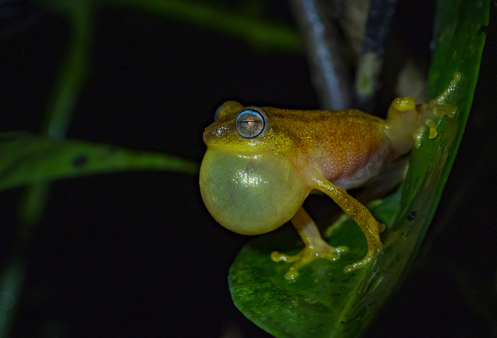 Agumbe’s diverse habitat is home to over 25 species of frogs. One that’s truly special is the endemic blue-eyed frog (Raorchestes luteolus) named after the bright blue rim on its eyes. Its melodious calls resonate through the rainforest. 