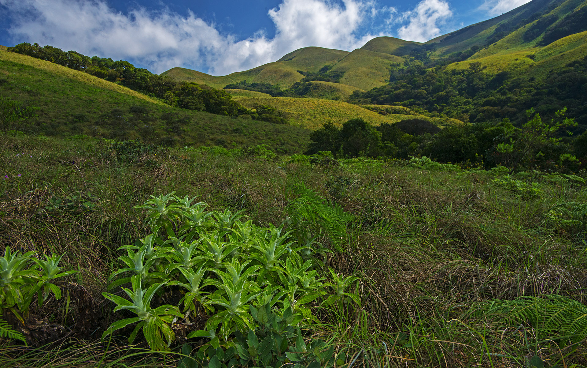 The shola grasslands found along the higher elevations of these hills are home to several threatened and endemic species.