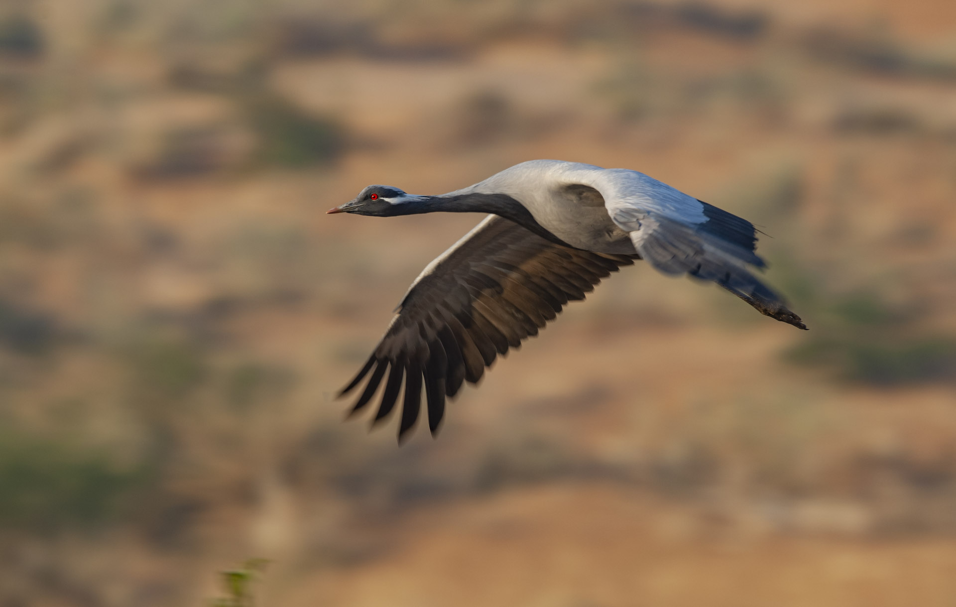 Demoiselle Cranes: High-Flying Damsels