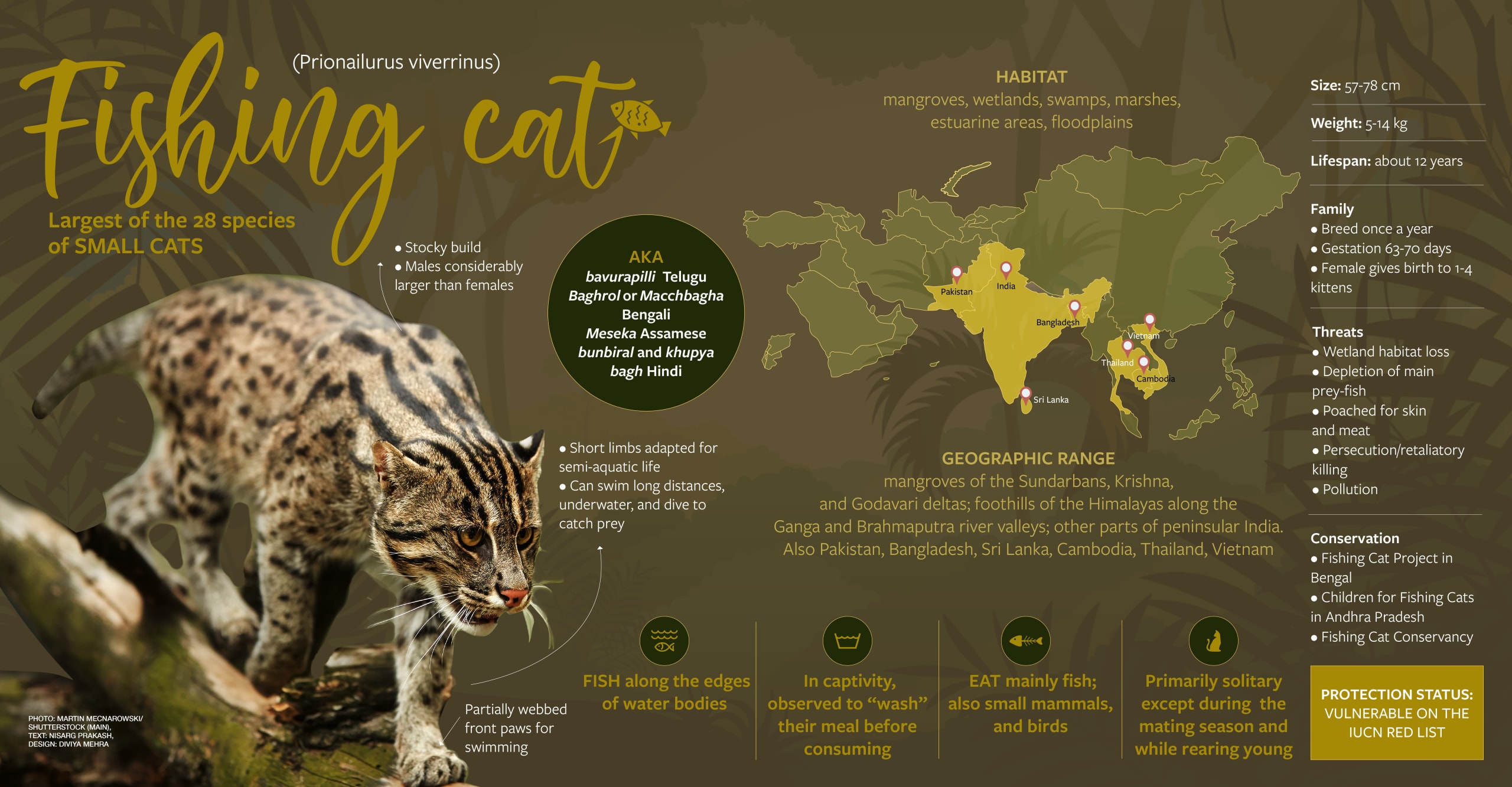 fishing-cat-facts-population-roundglass-sustain