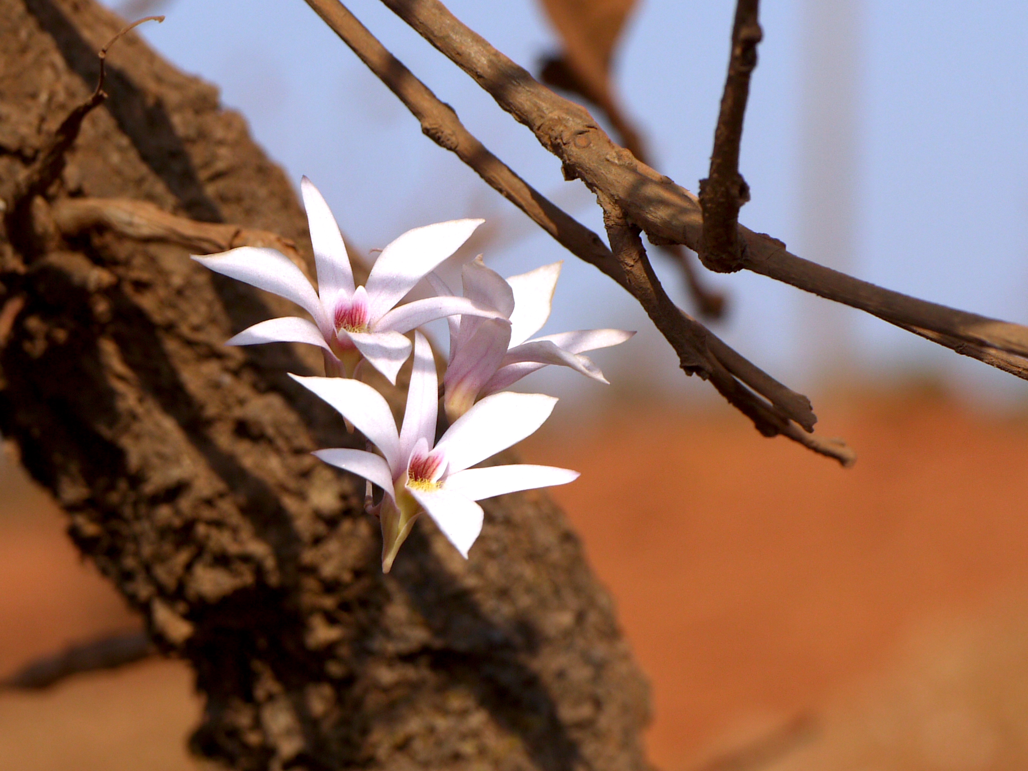Fallen Flowers Restoring Wild Orchids In The Western Ghats