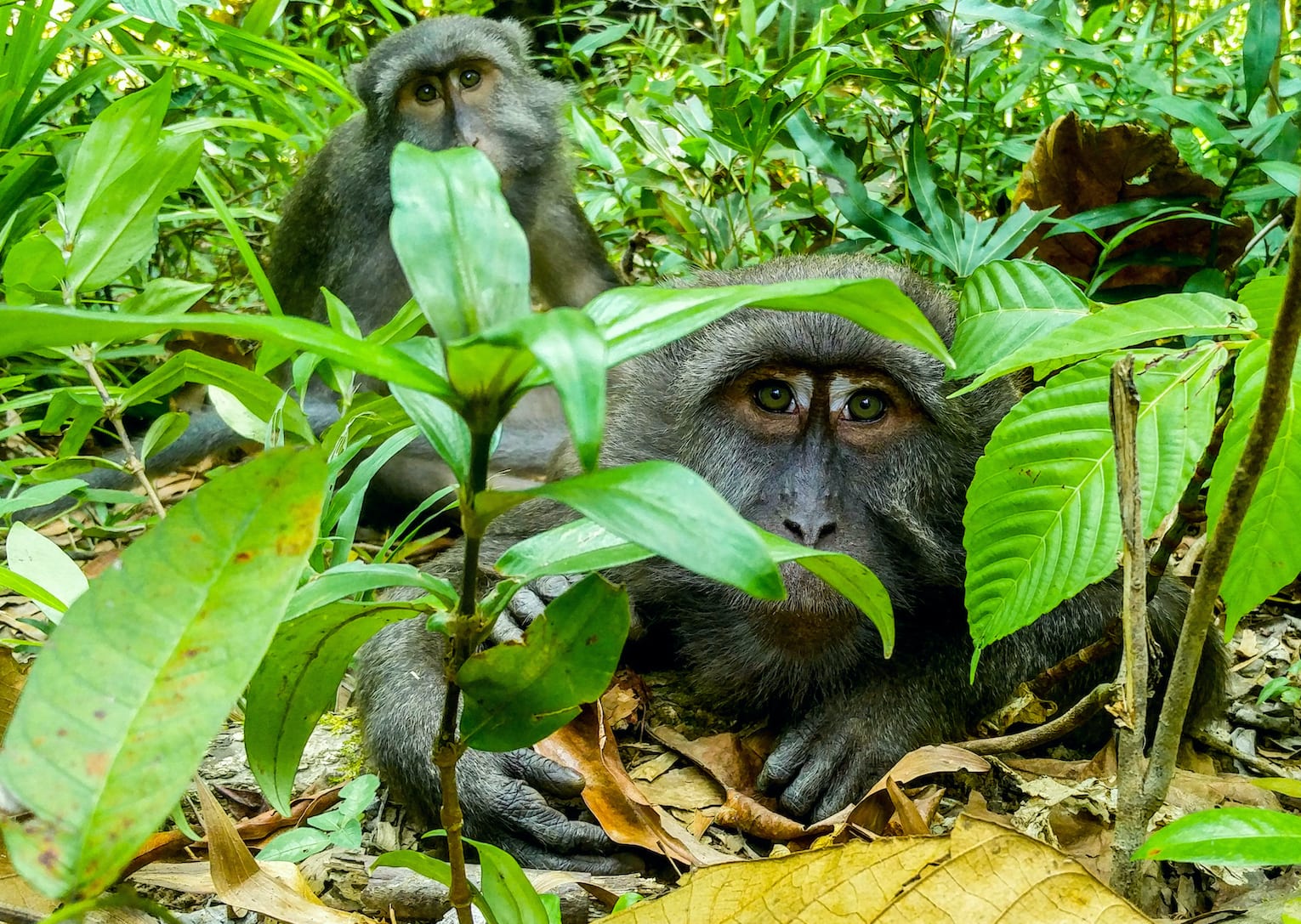 Island Shenanigans: Nicobar Long-tailed Macaques in a Tropical World by the Sea