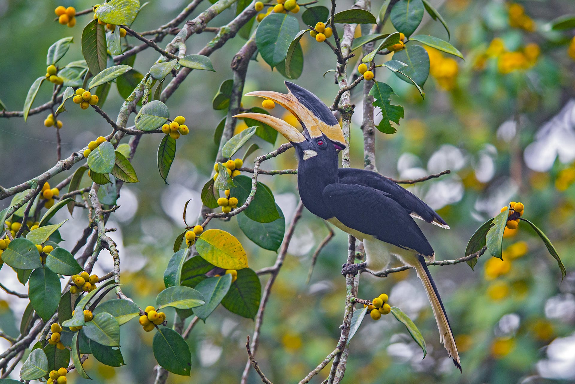 Malabar Pied Hornbill: In Tuxedos for the Fruit Party