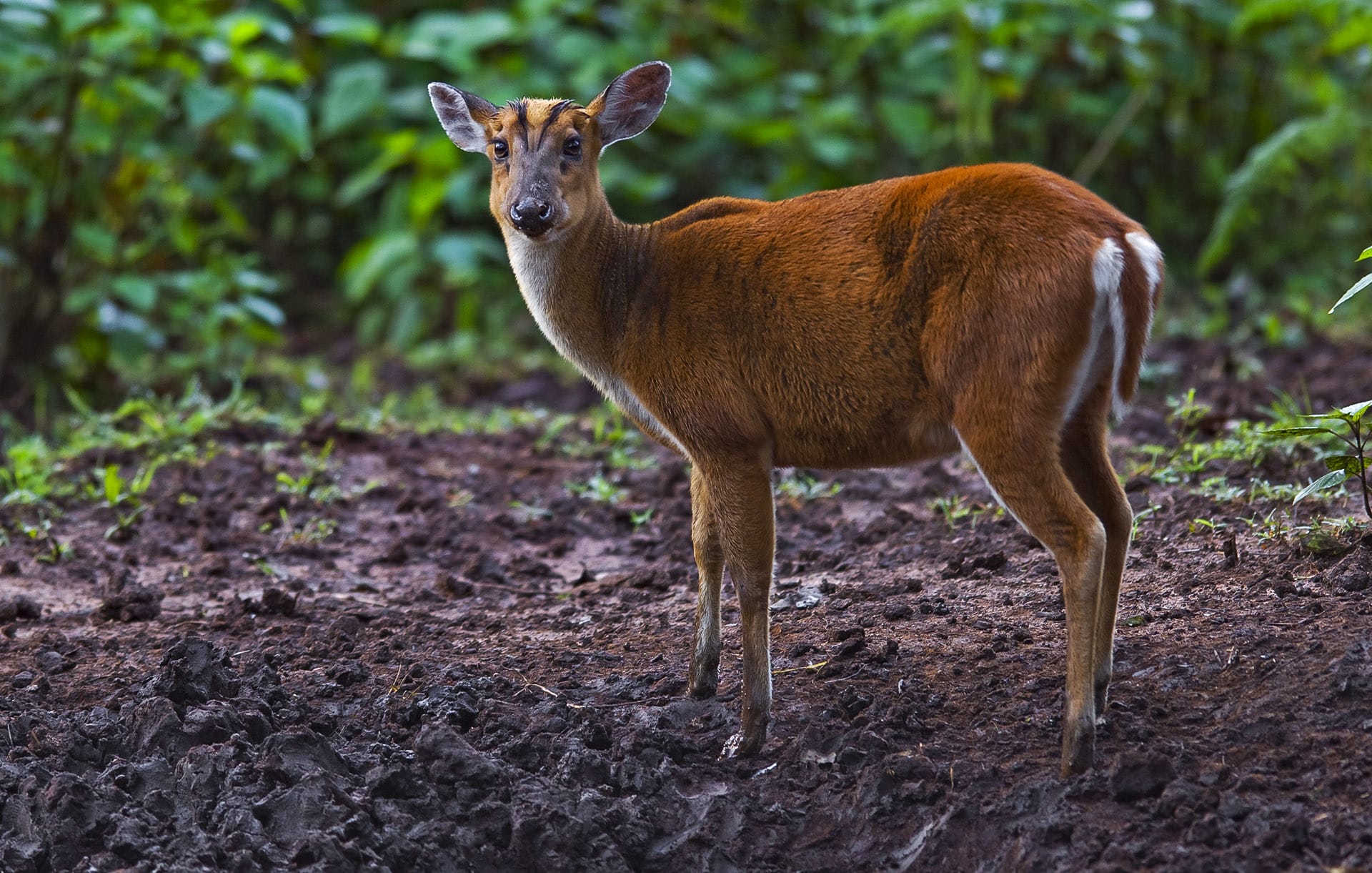 Barking Deer or Indian Muntjac: The Solitary Reaper