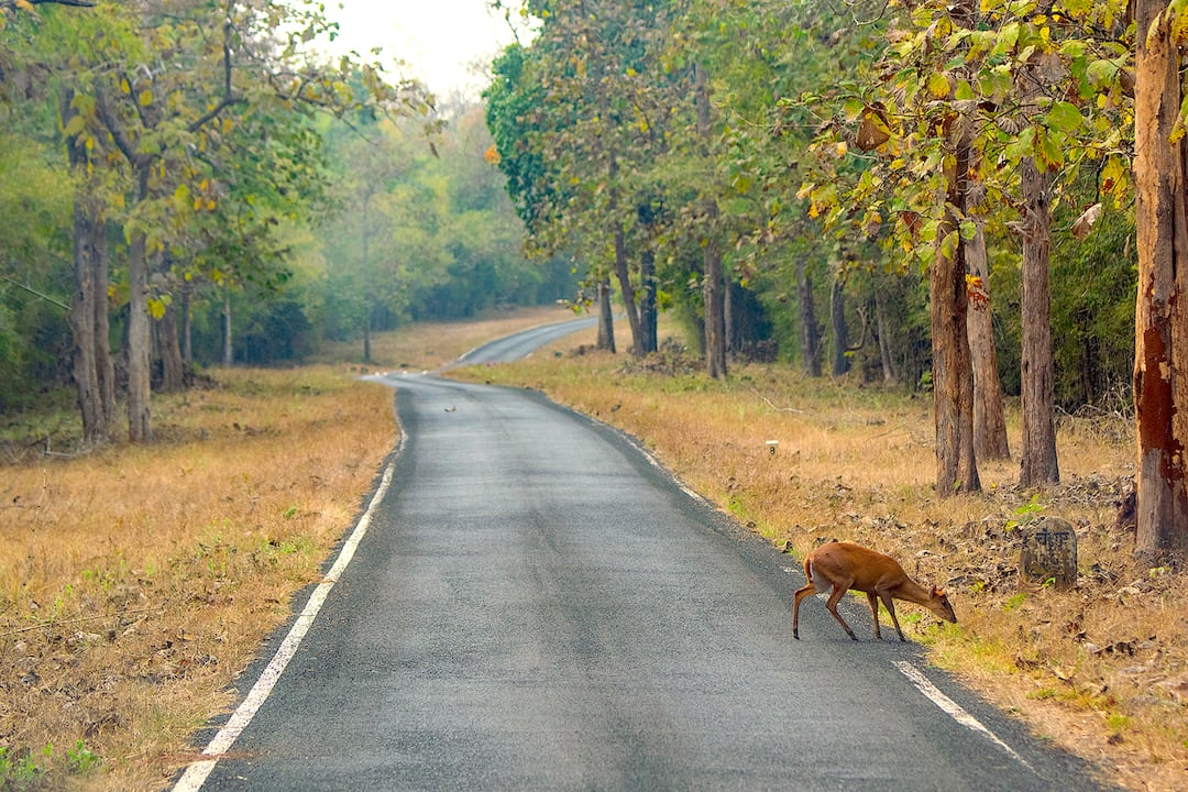 Barking deer are rarely seen out in the open without an escape route into cover. Even here in the Tadoba-Andhari Tiger Reserve, the deer emerged for a couple of seconds to cross the road before disappearing into the bamboo thicket. Photo: Shashank Birla  Cover photo: The Indian muntjac or barking deer is endemic to South and Southeast Asian countries but has a wide distribution from northern India to Java, Indonesia. It tends to live mostly within and in the vicinity of primary and secondary forests. This one was photographed in the BR Hills, Karnataka. Cover Photo: Dhritiman Mukherjee 