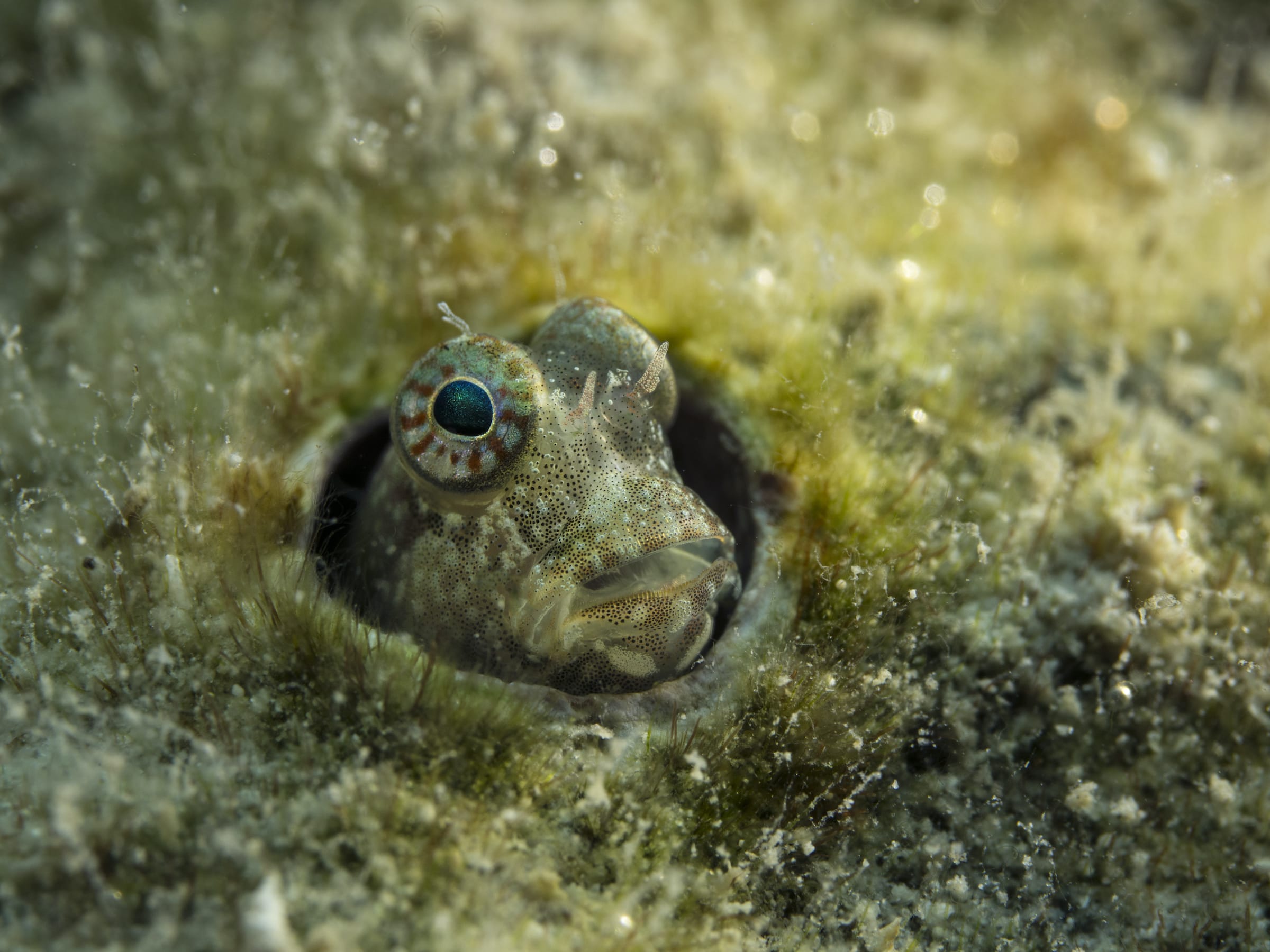 Blennies spend a lot of time in their burrows and seem to invest a lot of their decorative effort to impress their mates on the body part that gets most exposure — the head. From polka-dotted and honey-combed faces to patterned eyes and bearded lips, blennies have it all. The appendage that shows most extravagance is the fleshy protrusion right behind the eyes — the cirri. They can be branched, bunched, tufted, smooth or pointed.