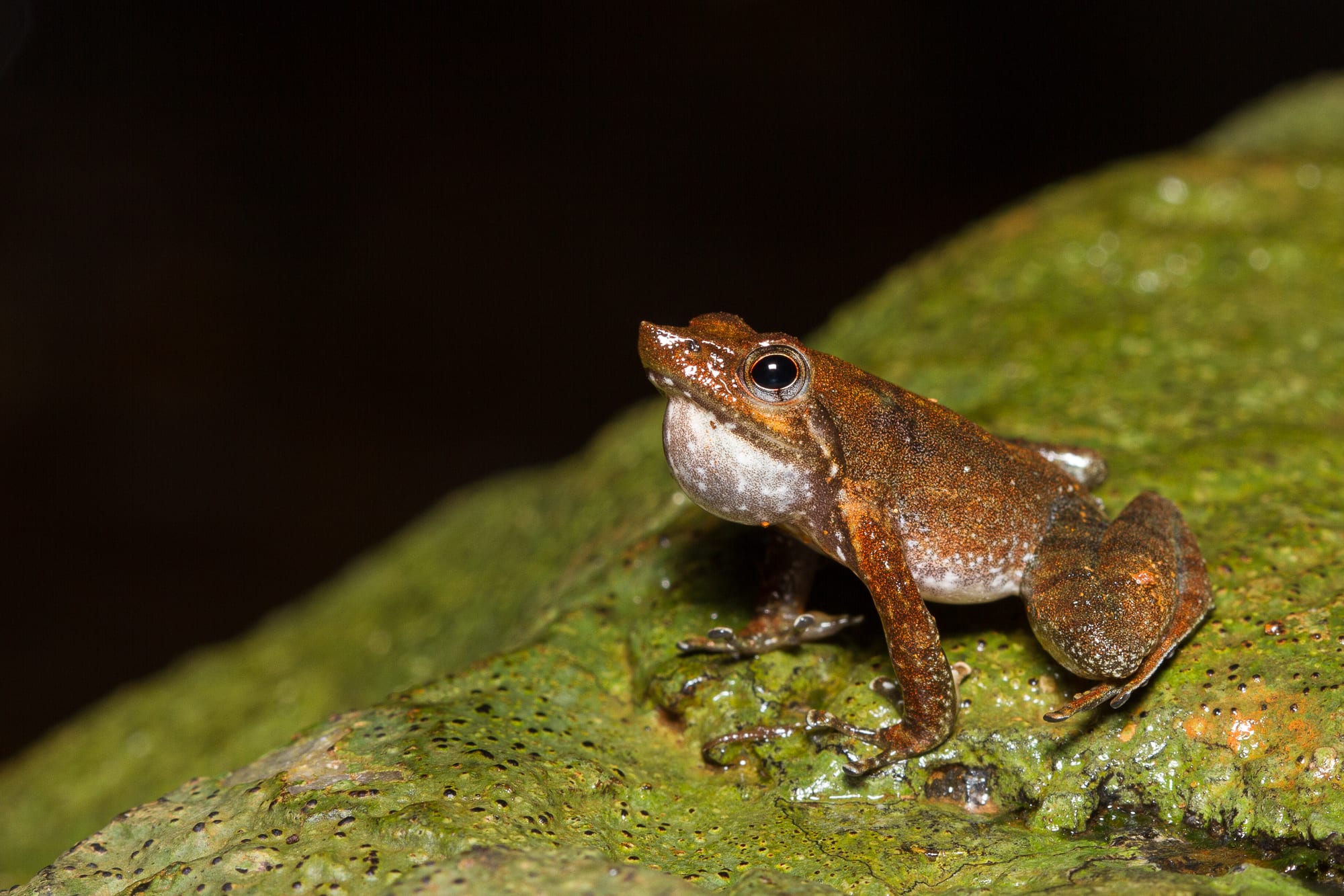Shaking a Leg with the Kottigehar Dancing Frog