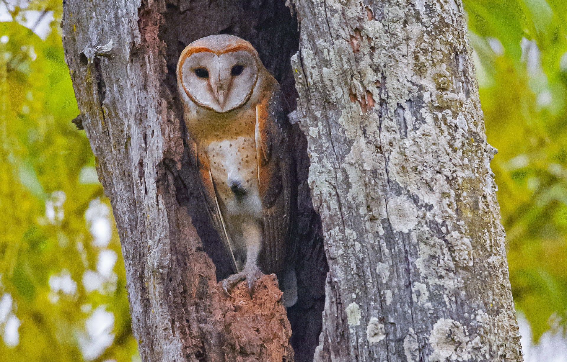 In Photos Owls of India on the Prowl RoundGlass Sustain