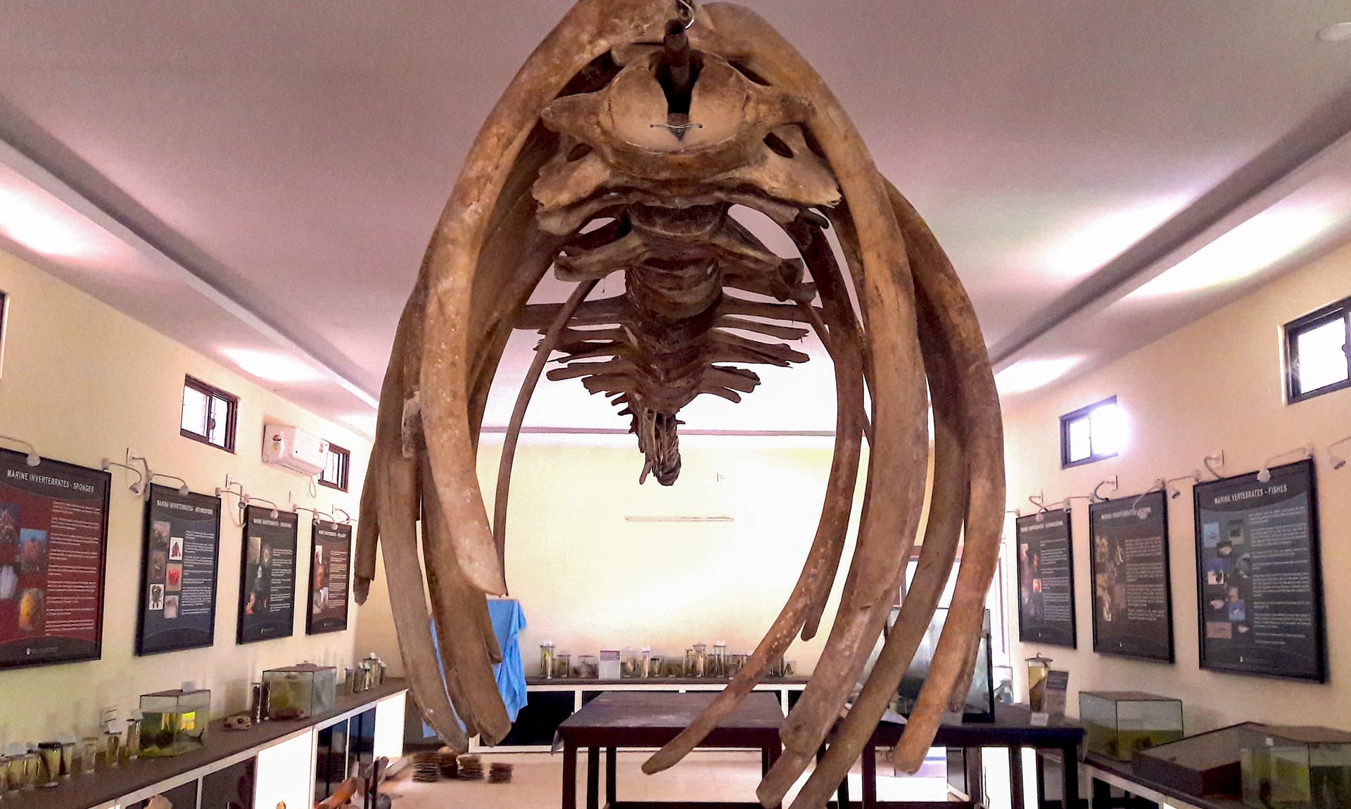 How To Build A Whale Skeleton From Scratch
