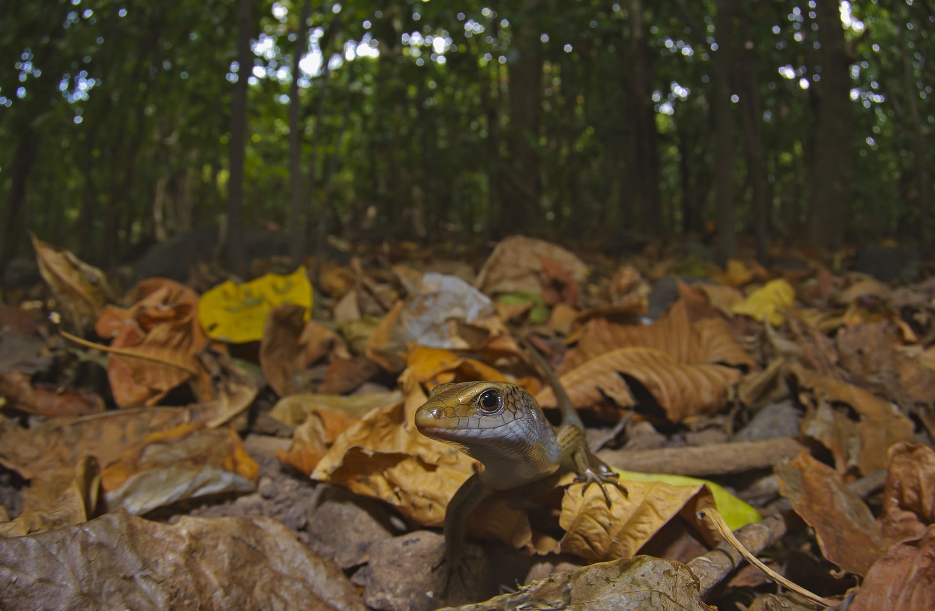 Tytler’s skink, also known as Tytler’s mabuya (Eutropis tytleri) is a reptile endemic to the Andaman Islands. The small, beige lizards can be seen among leaf litter; they spend their days foraging, fighting, and hunting on the forest floor. Research papers on Narcondam Island also mention the presence of snakes, including the yellow-lipped sea krait and the paradise flying snake, which glides from treetops in the canopy.