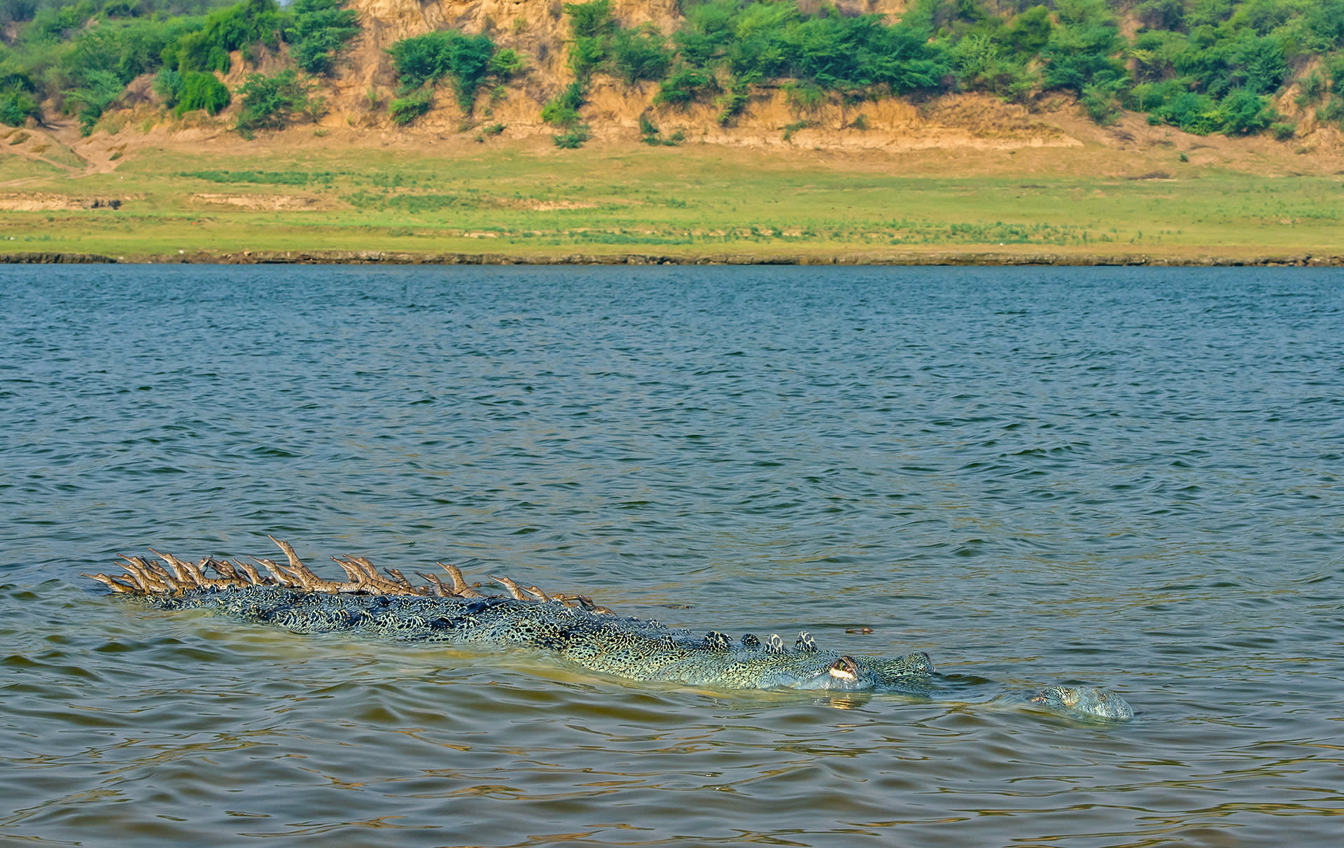 Gharial hatchlings survey the world from the safety of an adult male’s back.