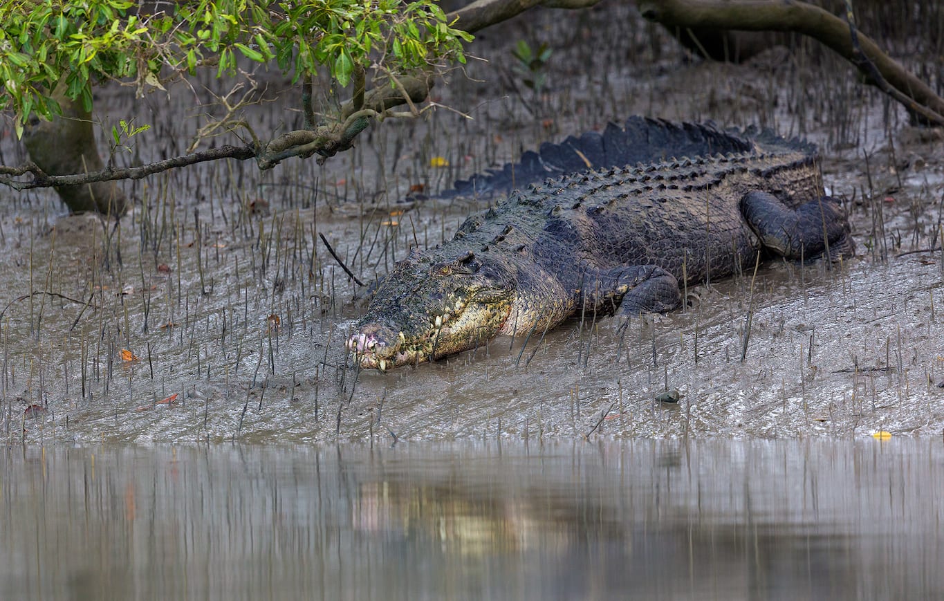 Saltwater Crocodile: Dragons of the Sundarbans Swamps