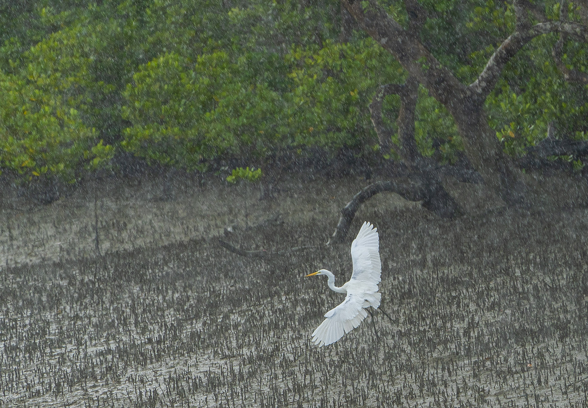 The Sundarbans landscape nurtures a variety of resident and migratory birds such as this resident great egret.  The Sundarbans mangrove forest is held together by an intricate network of roots that keep the trees grounded despite moving waters and constantly shifting, swampy soil.    
