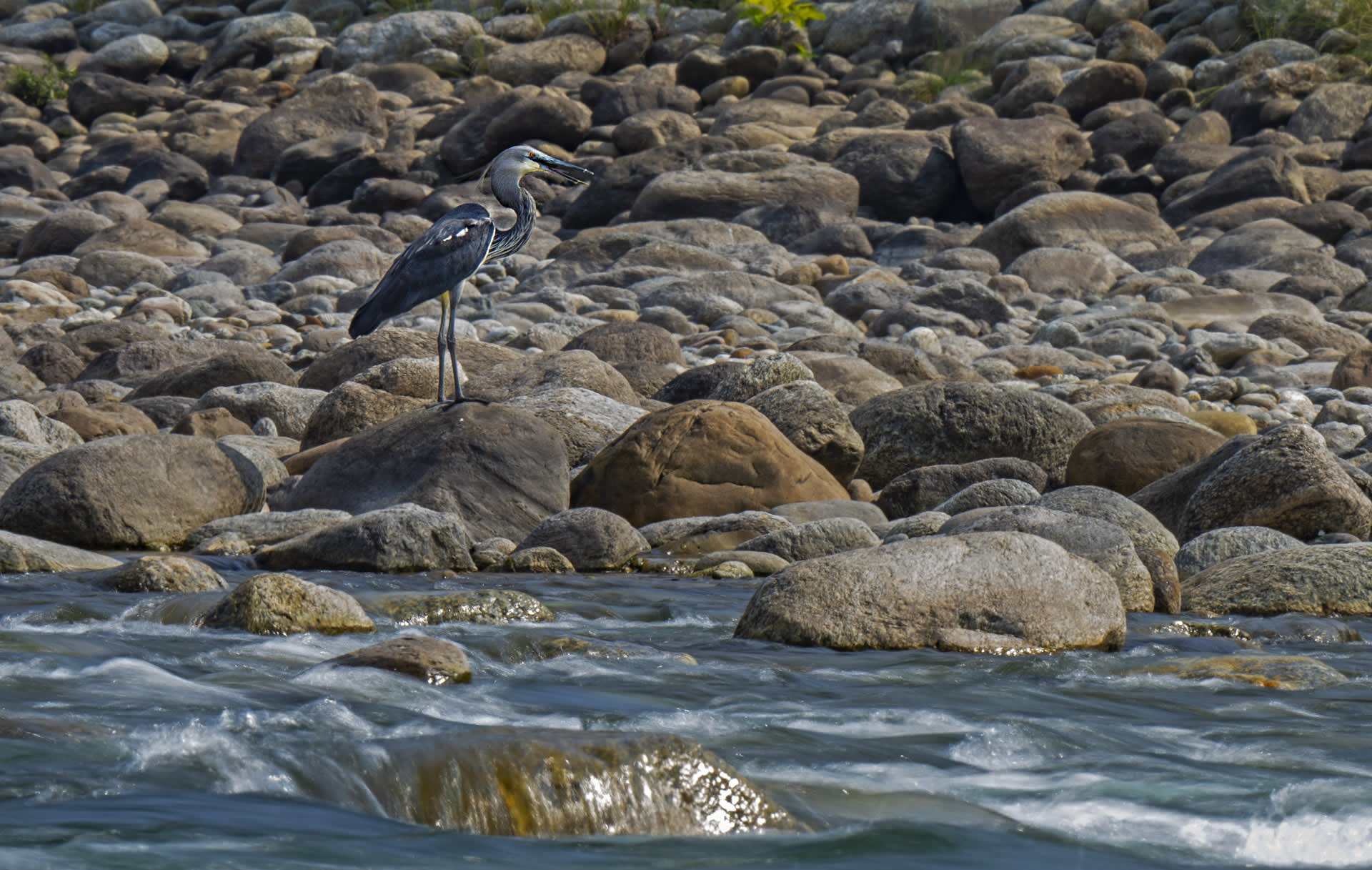 Tall, Dark, and Lonesome: The White-bellied Heron’s Last Call for Help