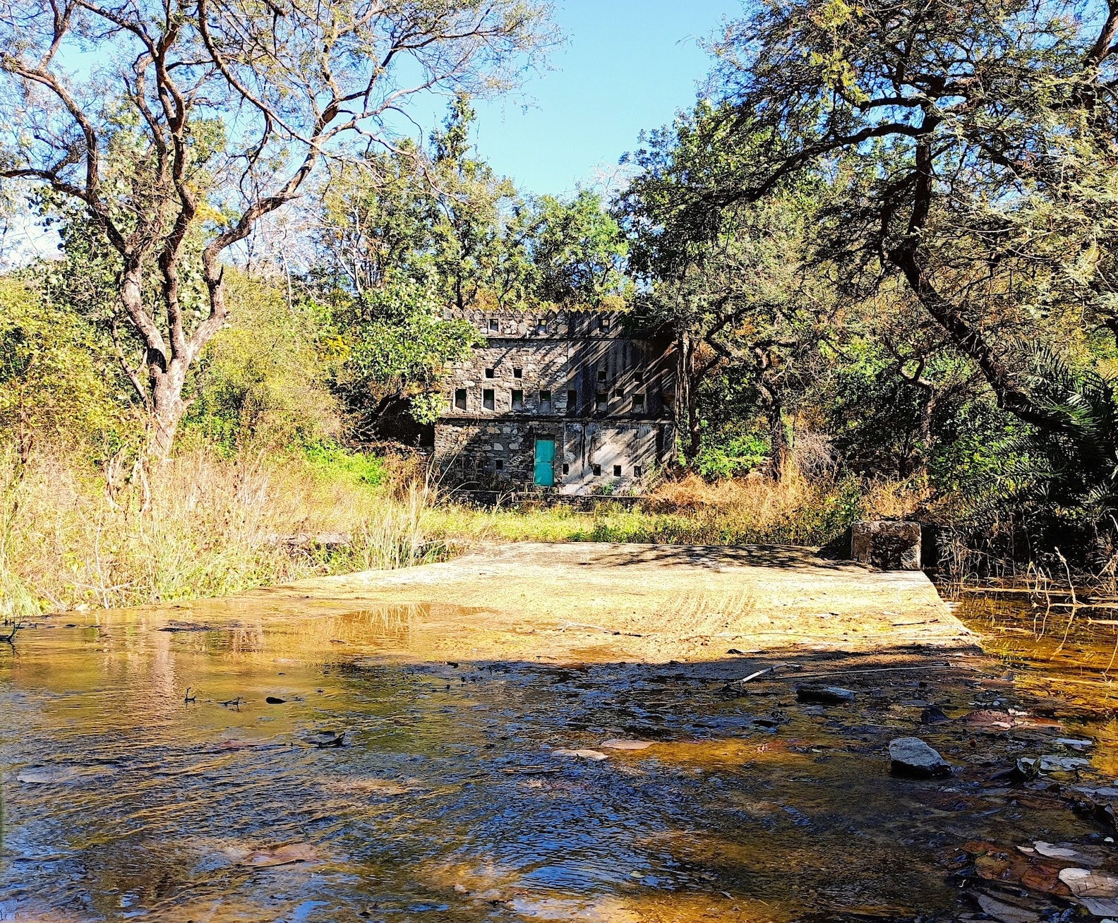 In some areas of the sanctuaries, historical shooting boxes or oudis, used by erstwhile rulers for hunting, are now used by forest officials as hideouts to count animals during the annual wildlife census. This one was seen on the trek to Thandi Beri. Photo: Rohit Kumar 