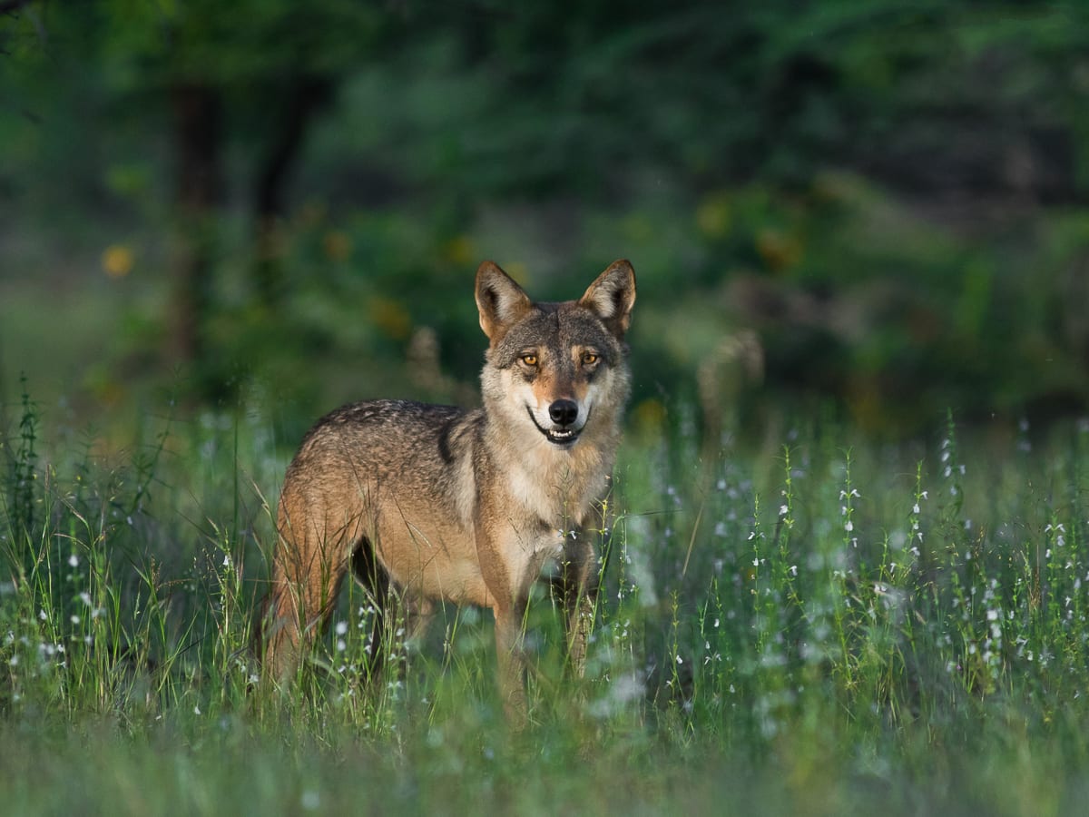 Indian Wolf: Facts, Size, Weight, Habitat | RoundGlass | Sustain