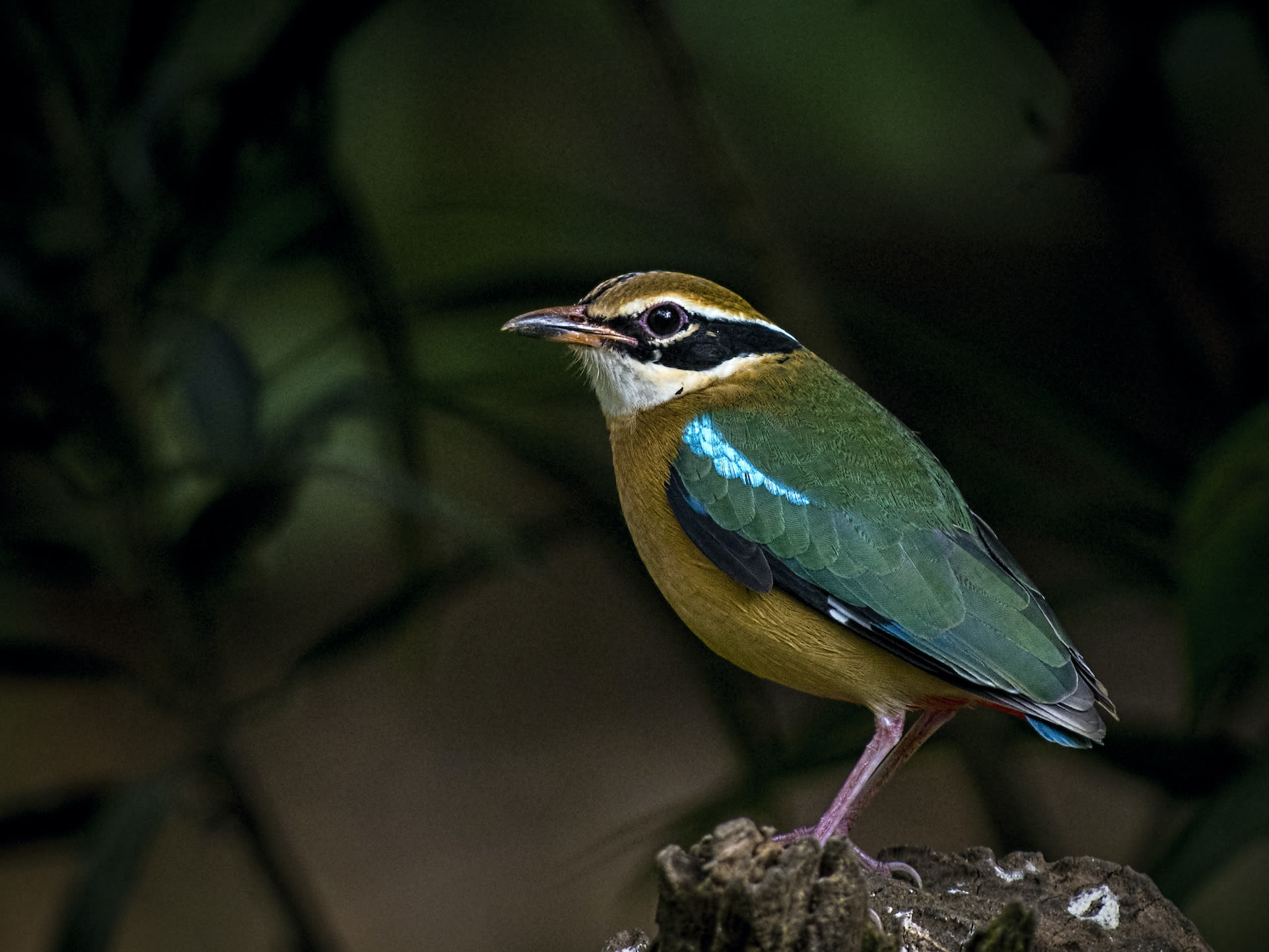 Indian Pitta: A Whistling, Winged Rainbow