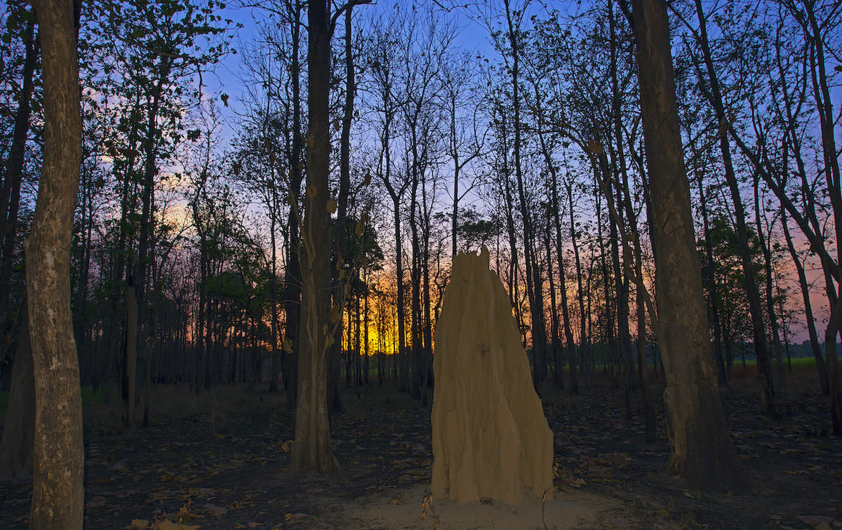 Termite hills are architectural masterpieces — armies of termites get together to combine fine particles of soil with their saliva and faeces to build these forest wonders. Several large ones are seen in the sal forests of Dudhwa.