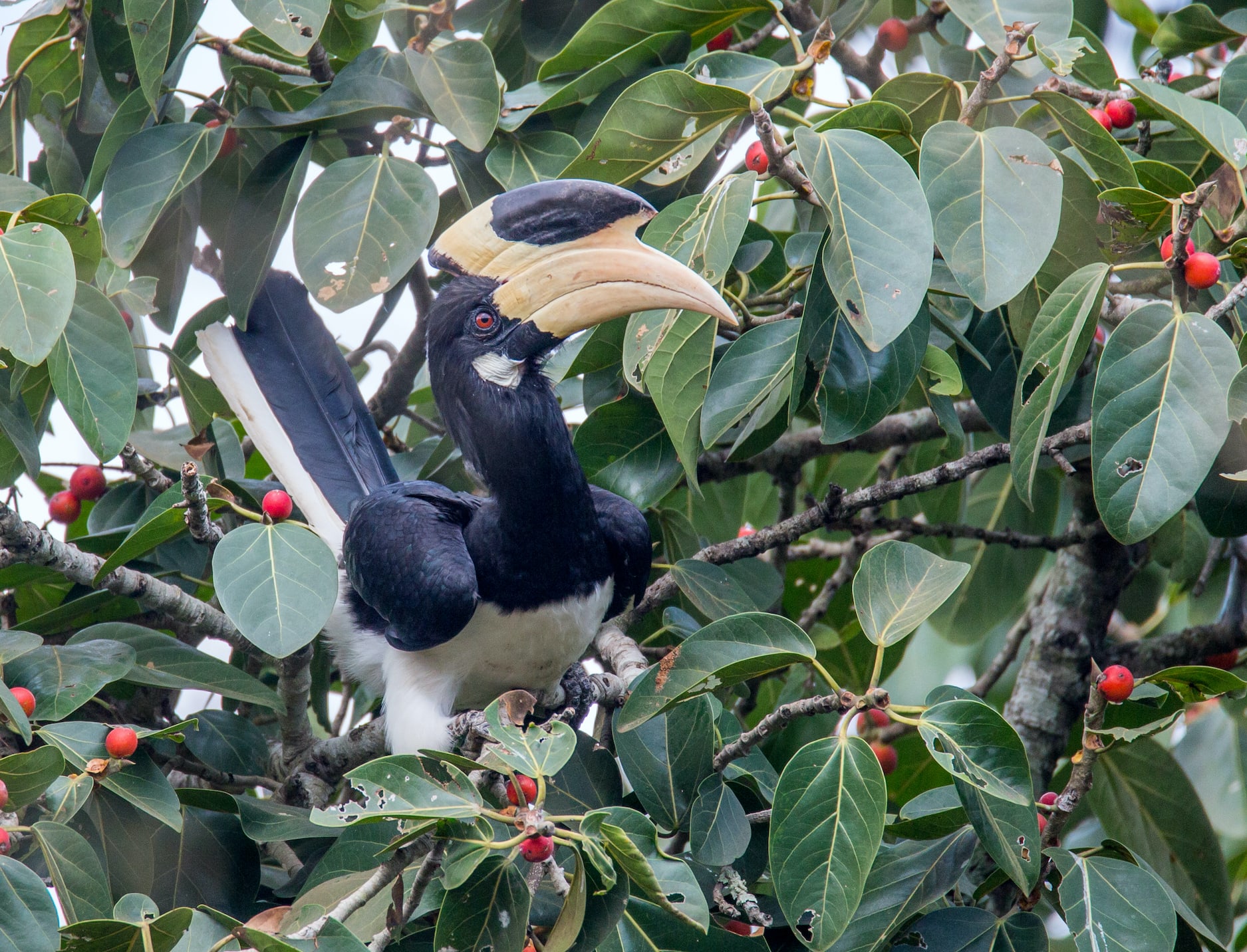 Hornbills of India: Encounters to Remember
