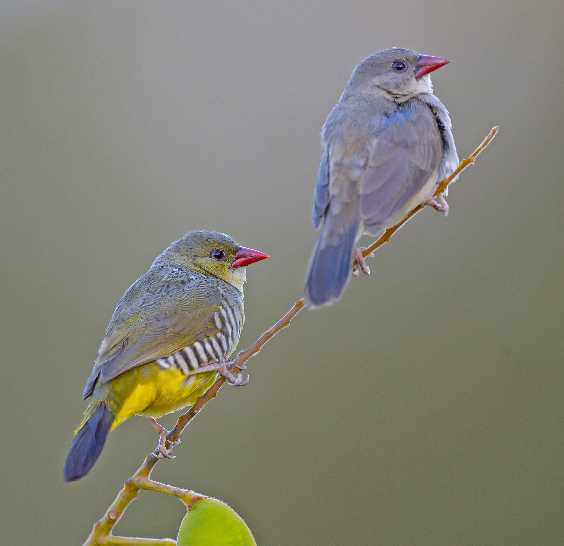 Green Munia: The Gullible Beauty of the Scrub Forest
