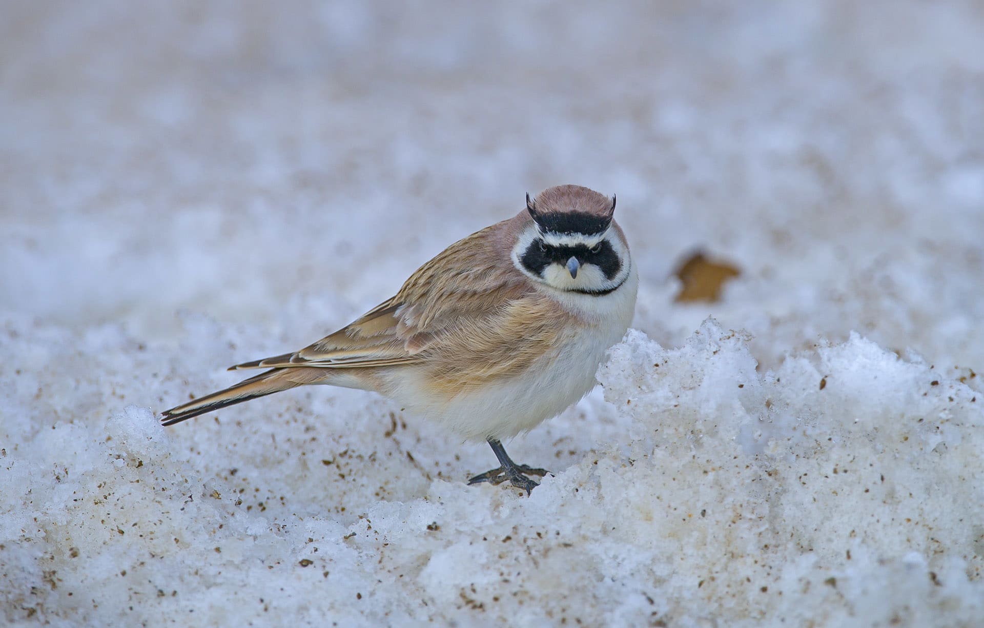 Horned Lark: The Crazy Bird and its Crazy Nest