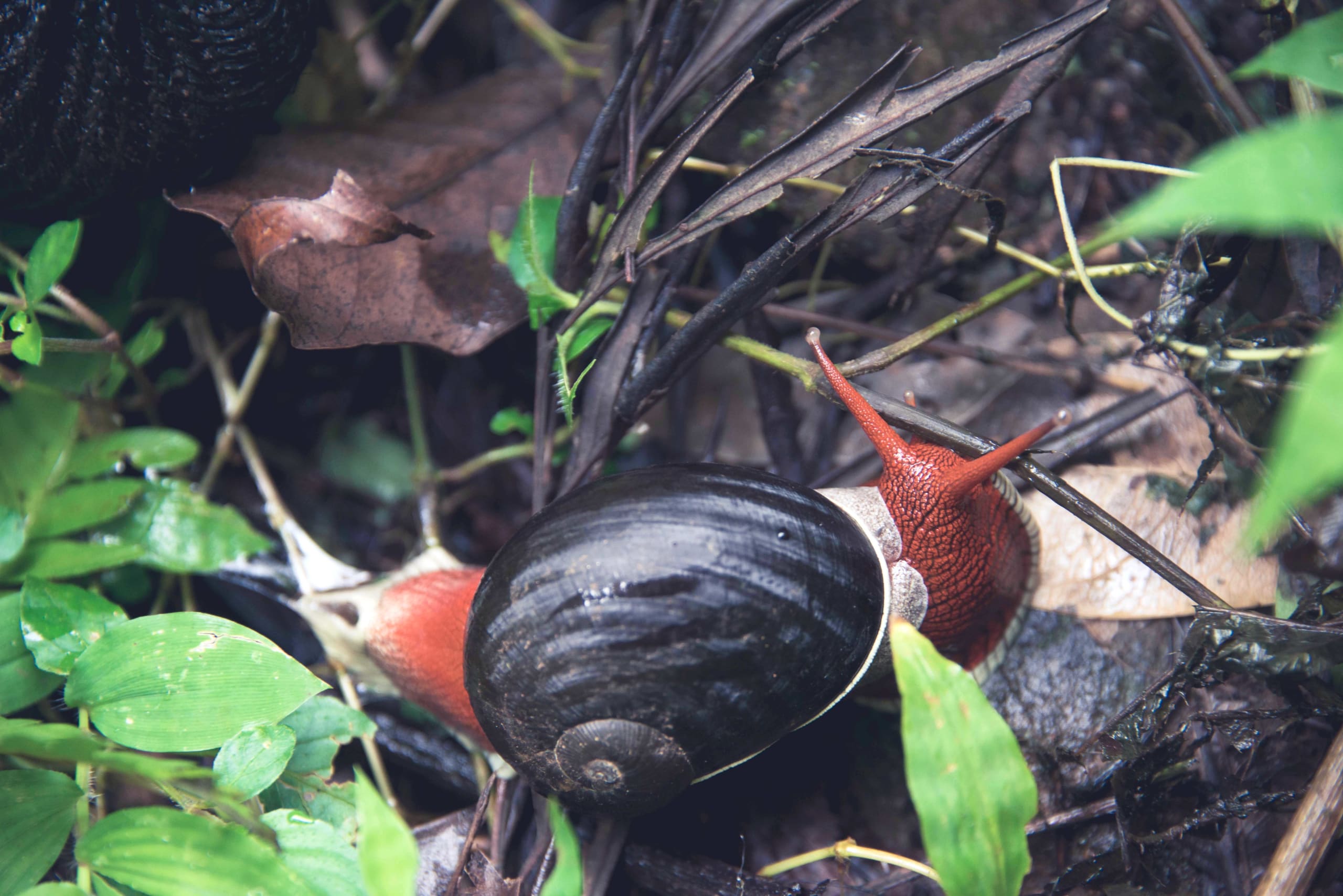 Indrella ampulla is a terrestrial endemic snail in the Western Ghats.