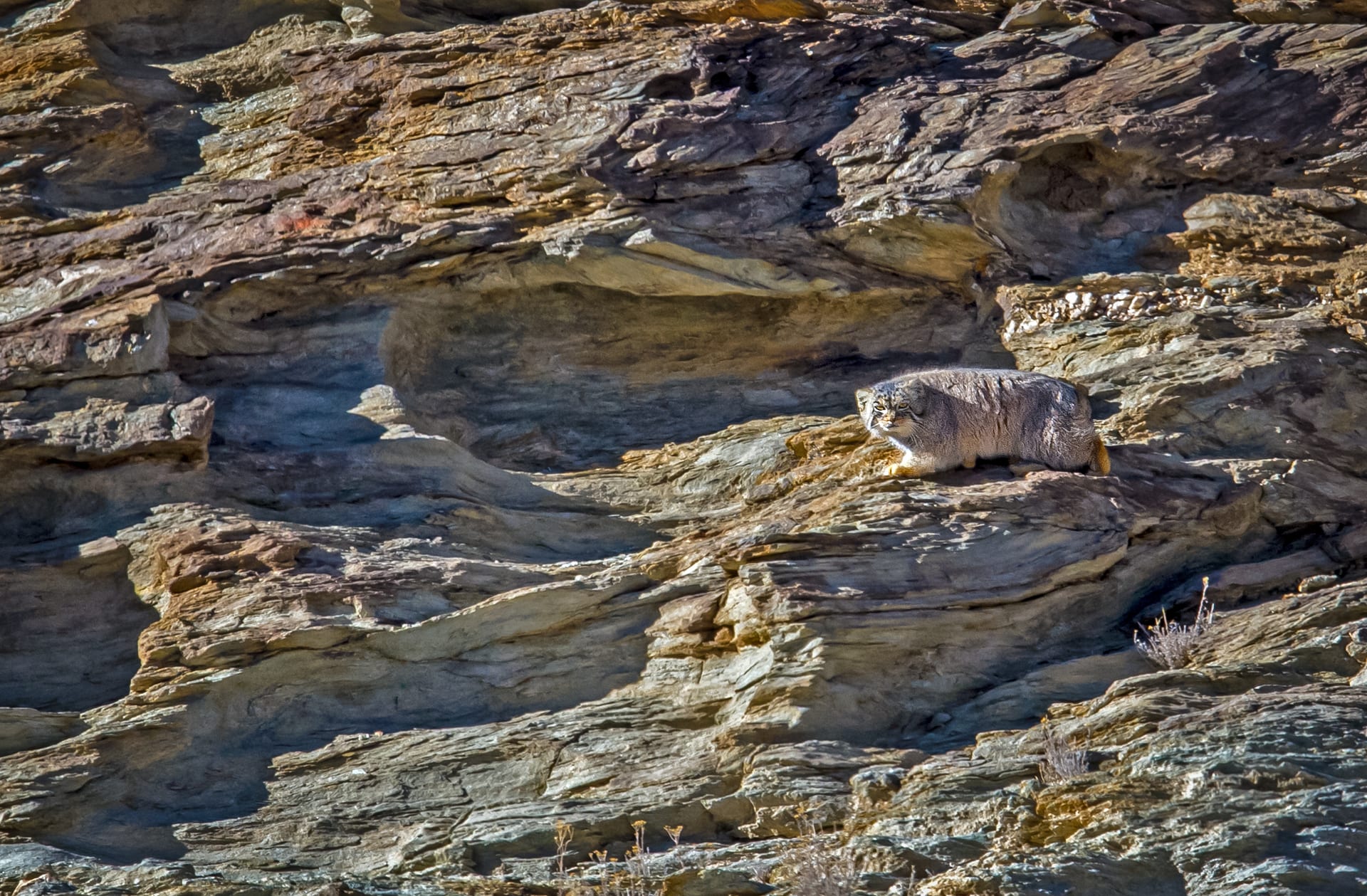 That day, we were joined by ace filmmaker Sandesh Kadur, who was also there to try his luck with this elusive cat of the Trans-Himalaya. He managed fantastic footage of the cat through the various sightings that day. However, we did not observe much behaviour, except when the cat deposited its scat. Sandesh told us that just like the rhino’s midden, its scat served as a tool of communication. He also enlightened us on other aspects of the cat’s behaviour learnt from past encounters and through his friends working in the Mongolian steppe.  The data on the Pallas’s cat in India is limited. Most of the scientific data comes from the Central Asian steppe of Mongolia. I later learned from the Snow Leopard Conservancy that these cats had been recorded at multiple locations around Ladakh, always around marshes or lakes above a particular altitude. Camera trap records and other habitat data collected by the Conservancy, coupled with the interest shown by locals like Sonam Dorje of Hanle, is the start to a more complete understanding and conservation of the fabulous ribilik of the Trans-Himalaya.