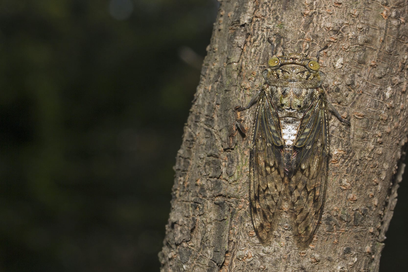 Monsoon Musicians: Songs of the Cicadas