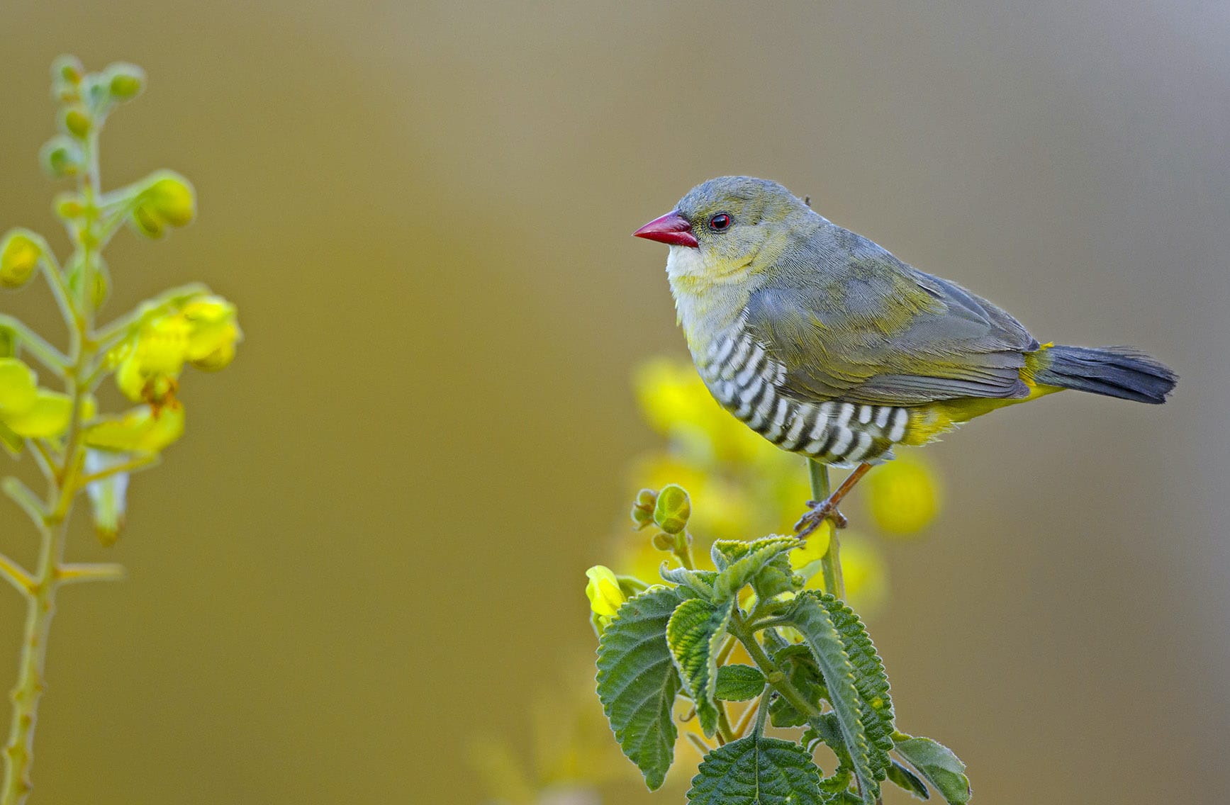 Green Munia: The Gullible Beauty of the Scrub Forest