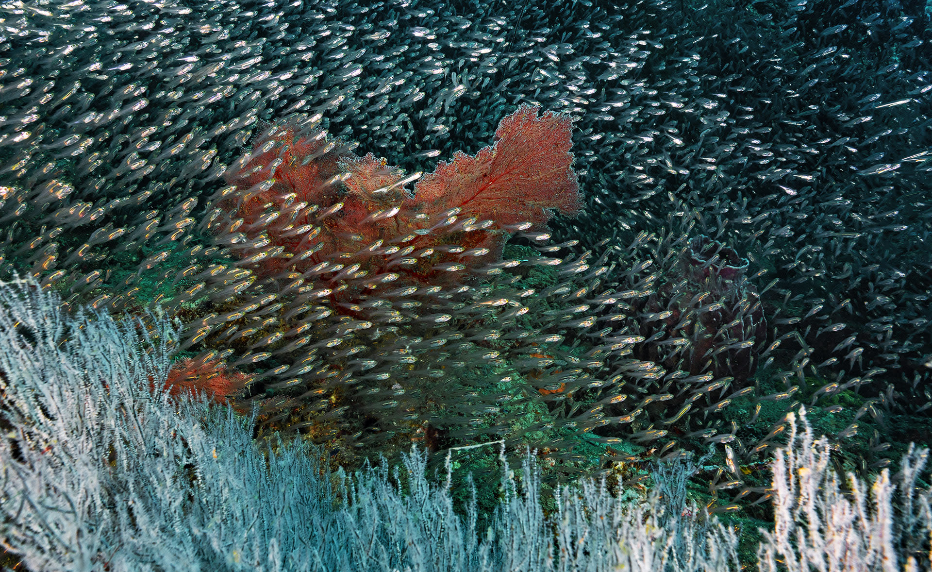 Why do fish school? The broad answer is that there is safety in numbers, a concept intuitive to them. Nearly 50 per cent of marine fish species will at some point in their lives join an aggregation. An underlying merit of moving in a school is more eyes on the lookout. More eyes ensure higher vigilance and ease of finding food. Another golden benefit of schooling is the significantly lower stress level that comes with not having to go through life alone. 