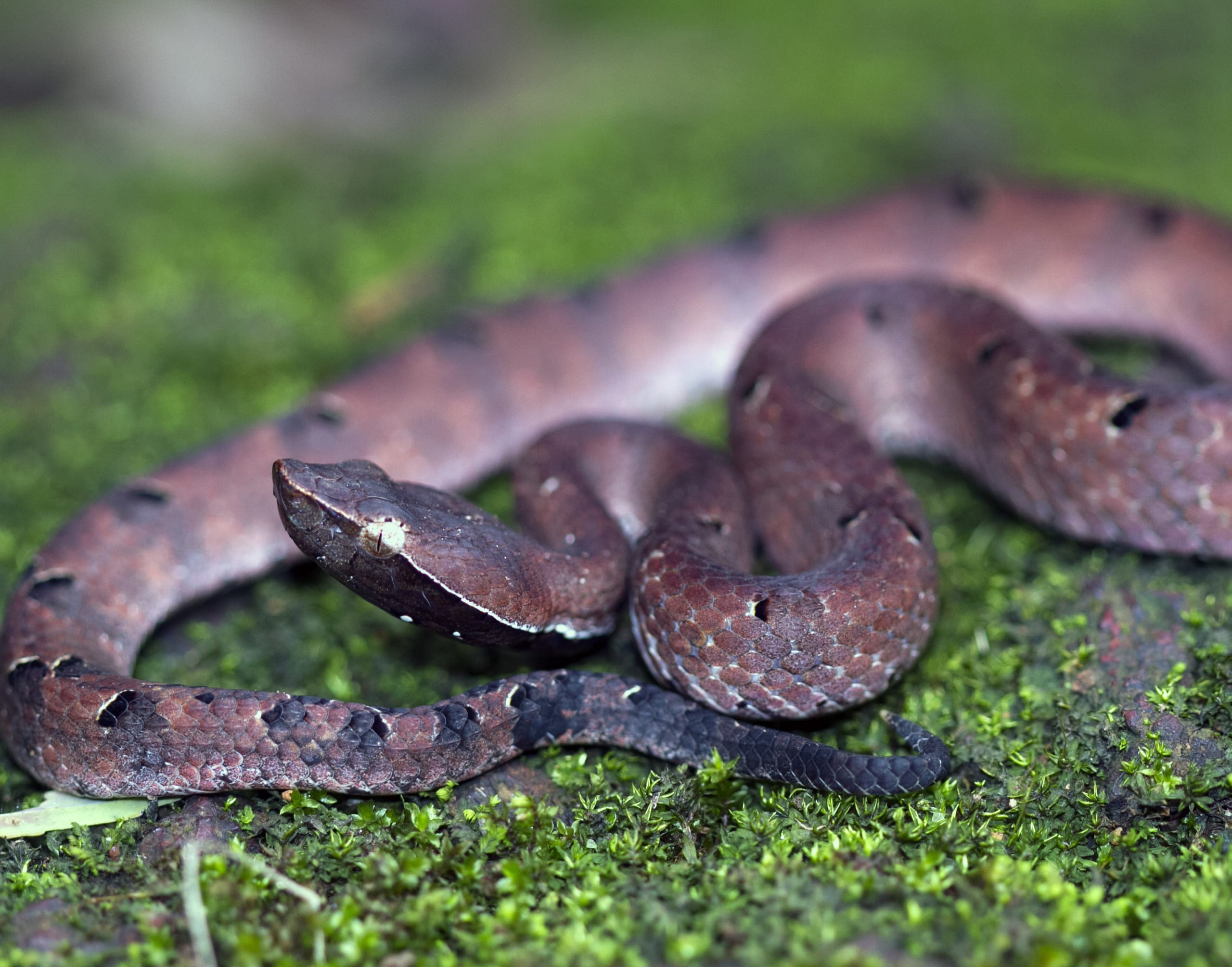Hump-nosed Pit Viper: Gem on the Forest Floor