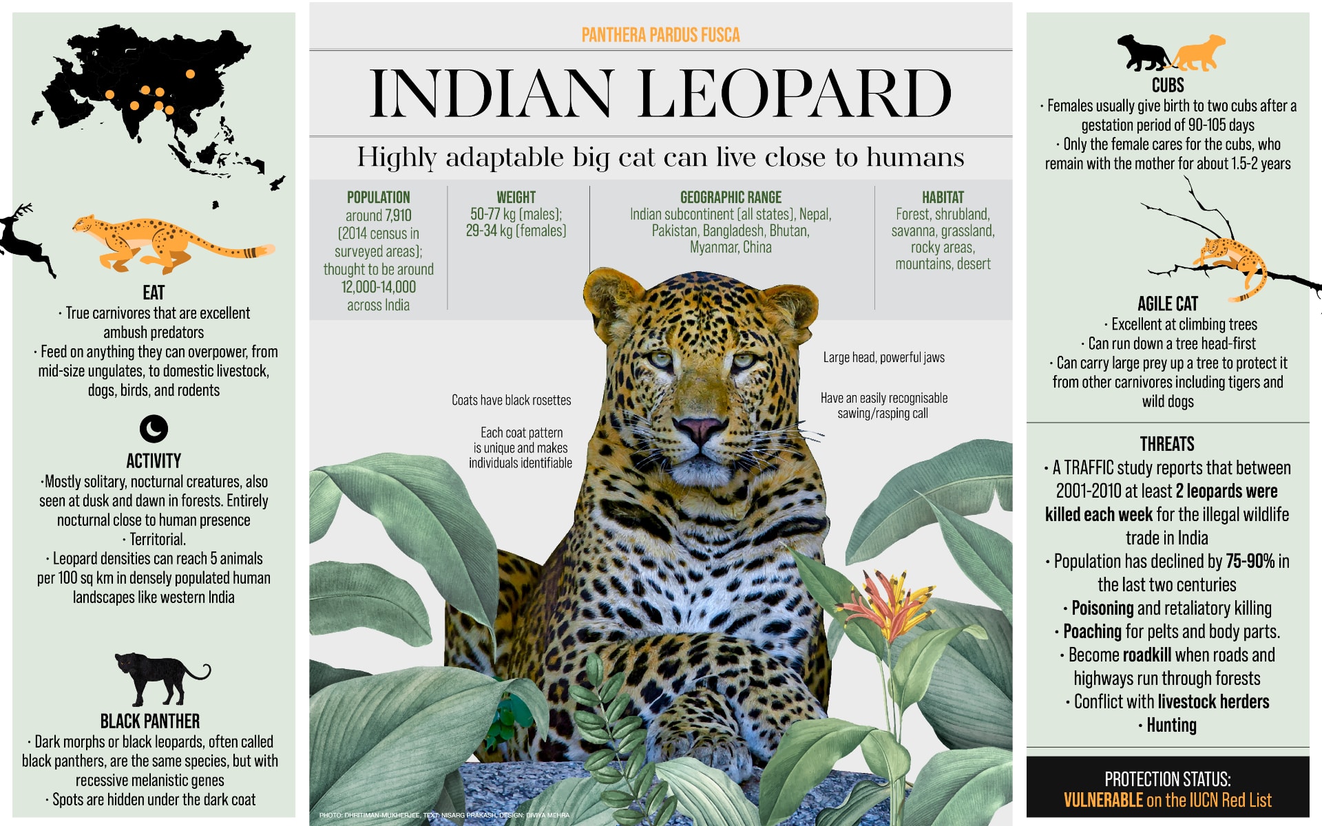 Indian Leopard Facts, Diet, Habitat RoundGlass Sustain