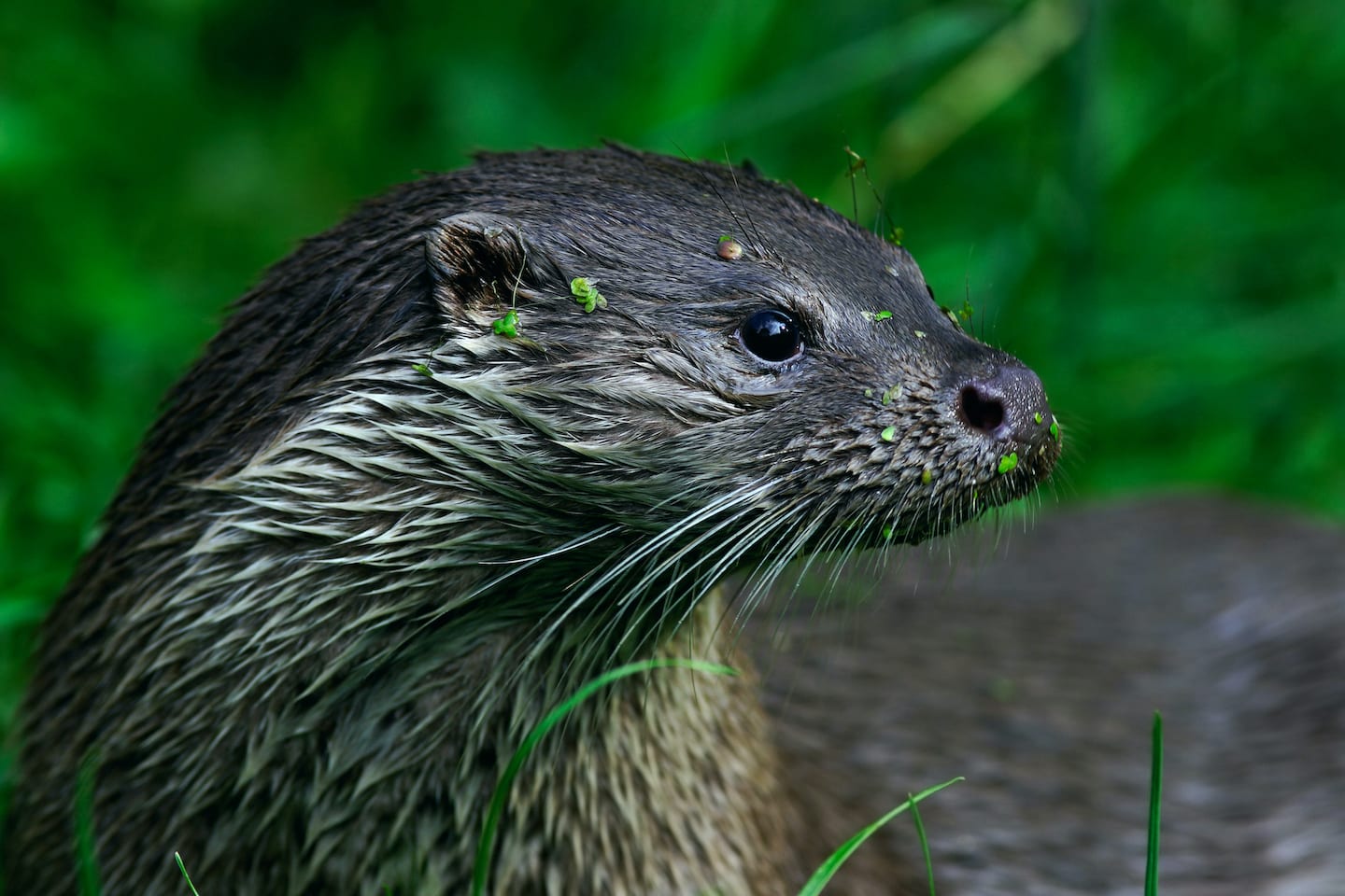 A Hidden Life: The Mystery of the Eurasian Otter
