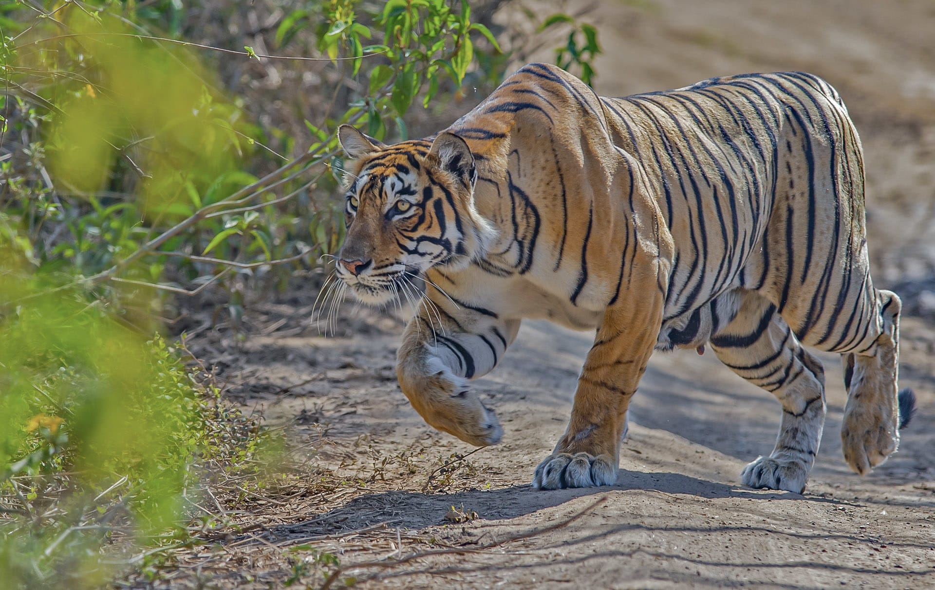 Tiger Facts, Teeth, Habitat, Threats RoundGlass Sustain