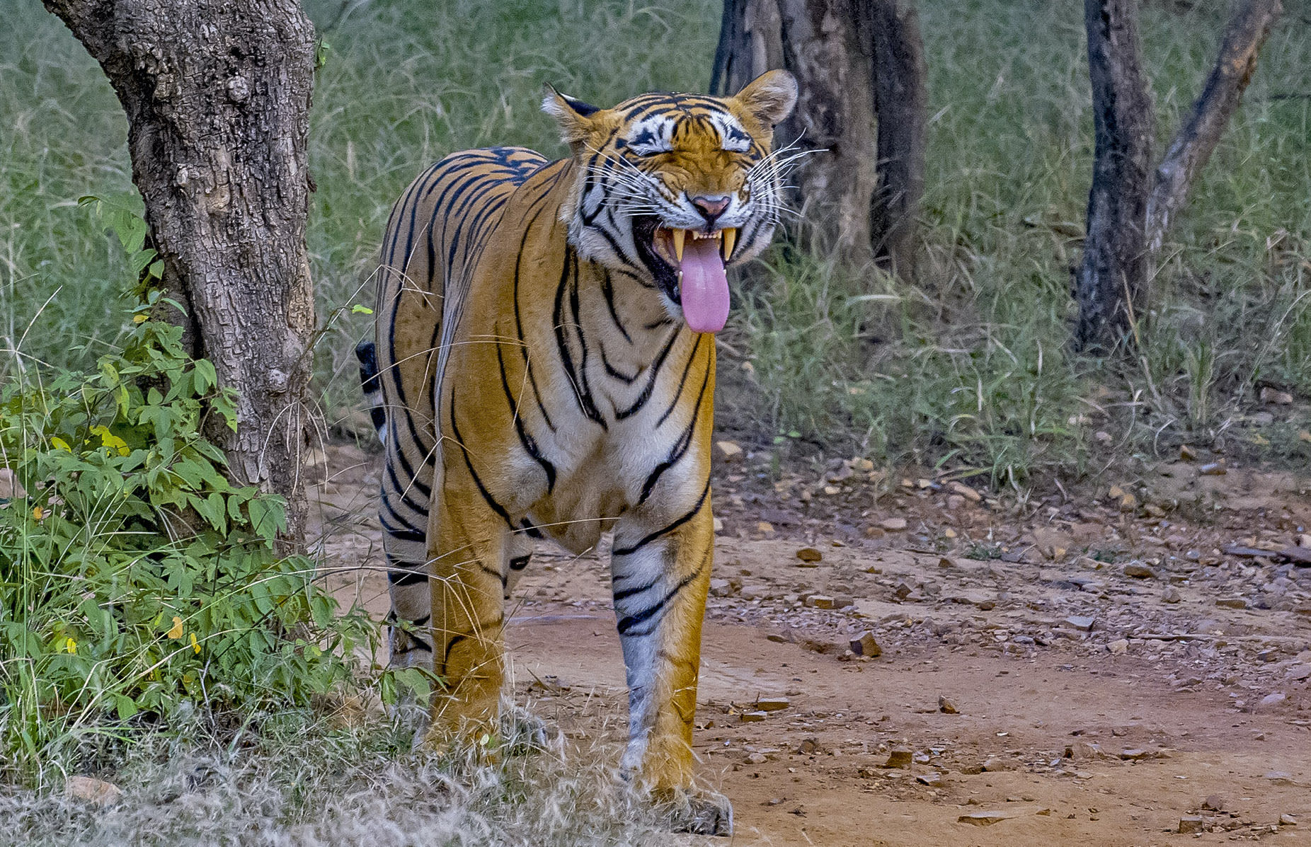 Saffari Tiger