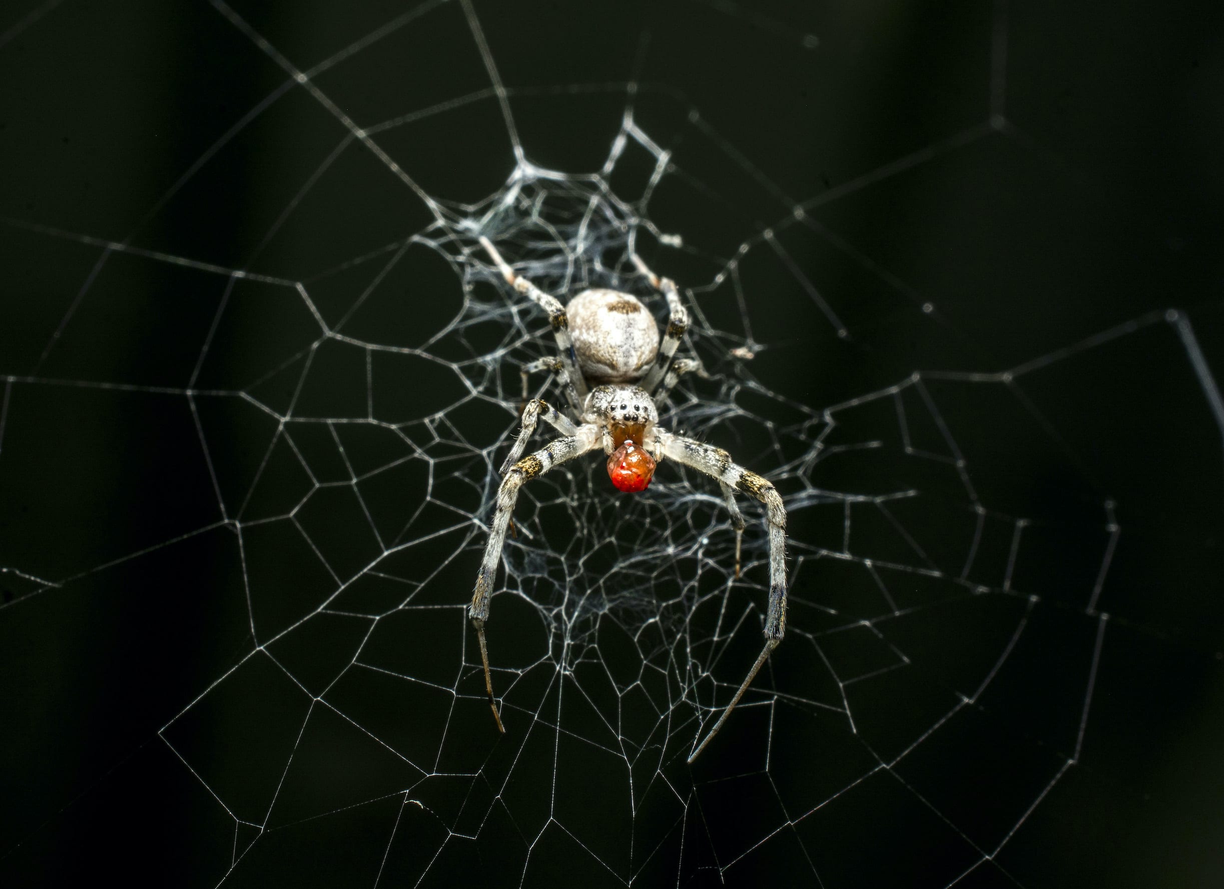 Orb-weaving Spiders in Art and Imagination
