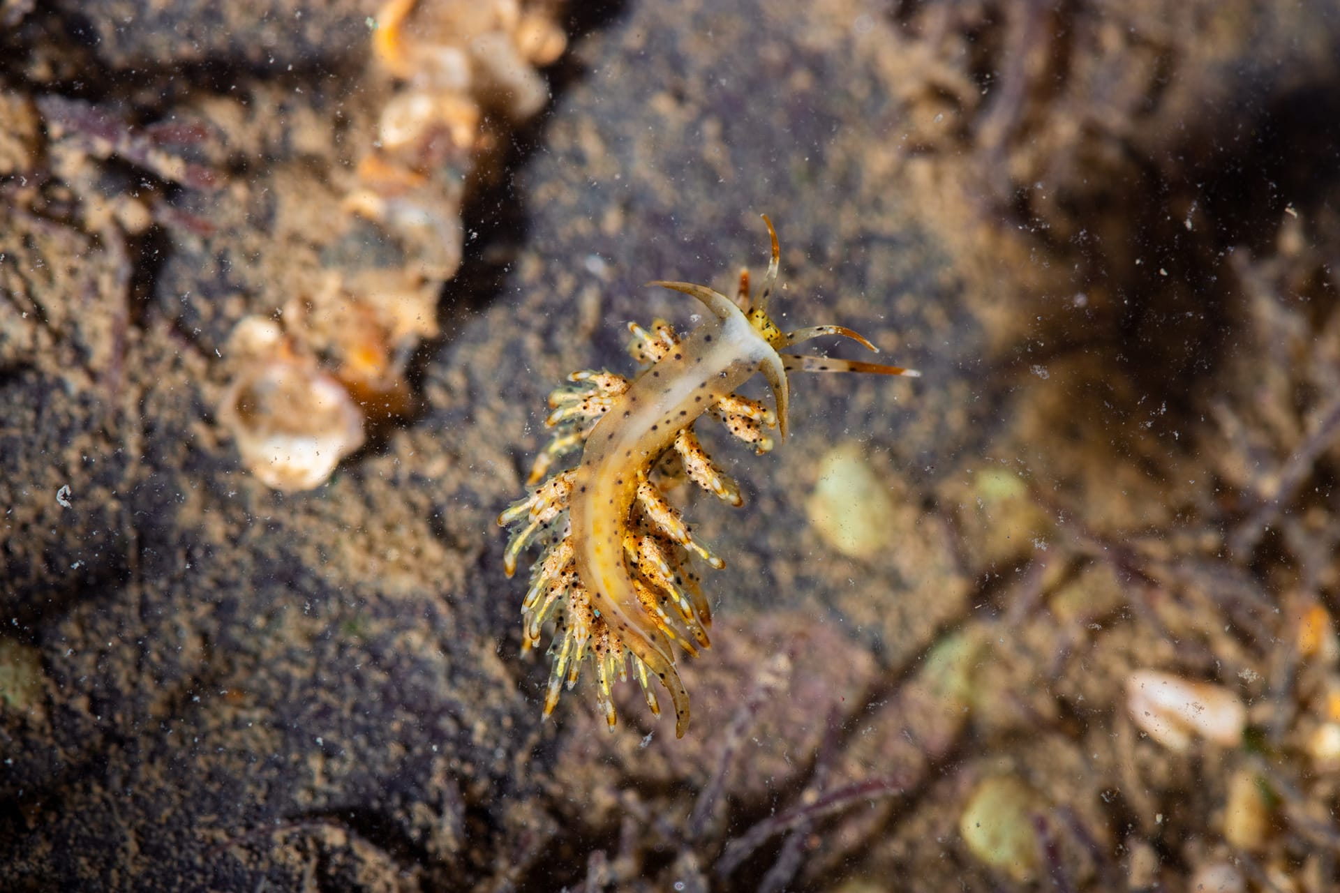 Several species of sea slugs contain toxins, and their bright colours are a warning to predators.