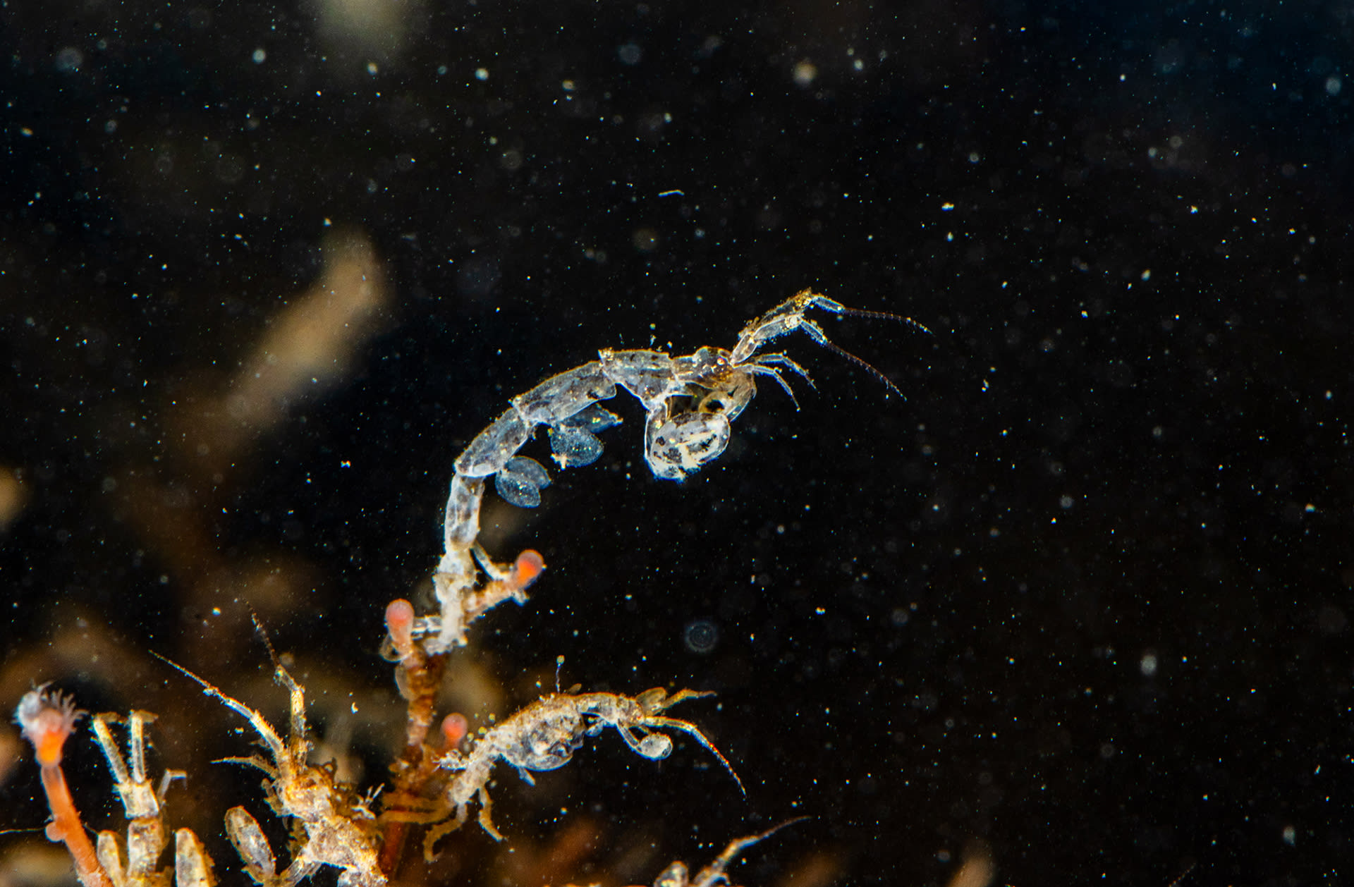 Gangly, and stick-like, skeleton shrimps may seem eerie at first, but are “hilarious to watch,” says Naik. They are technically not shrimp at all, but amphipods, an order of crustaceans. These creatures are no more 2-3 mm in size and are found in the hundreds on hydroids and corals. When several swim with their characteristic awkward grace, they look like a poorly coordinated, shallow-water flash mob. 