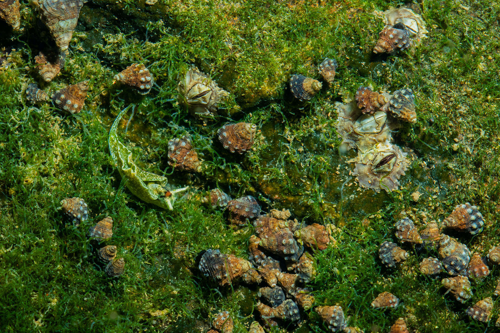 Several species of sea slugs contain toxins, and their bright colours are a warning to predators.