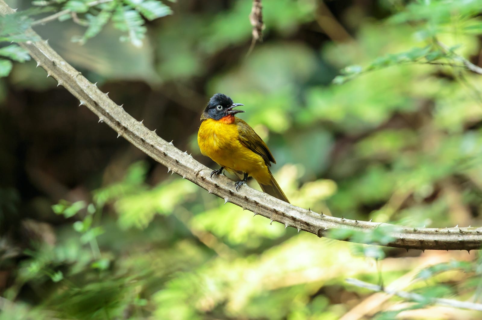 Magical Mollem The Fight To Save Goa S Largest Wildlife Sanctuary Roundglass Sustain Being considered as a treat for wildlife lovers and photographers, the wildlife sanctuaries of goa offer exotic wildlife with varied species of animals and birds along with beautiful flora & fauna in abundance.