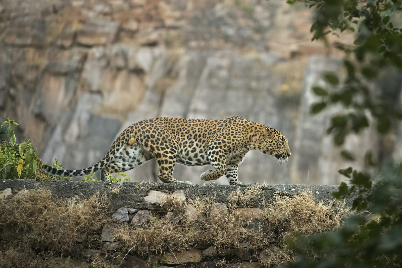 The forests around Ranthambore have slowly reclaimed most of the buildings that human beings built centuries ago. It is probably only in Ranthambore that you’d find tigers blissfully resting in these ageing monuments. However, most other animals stay away from these monuments, maybe because tigers regularly spray mark them. However, the tall defence walls around these monuments and all over Ranthambore are ruled by another enigmatic cat — the leopards. It’s from this safe, untouchable haven that they keep an eye on the daily life of this historic jungle. 
