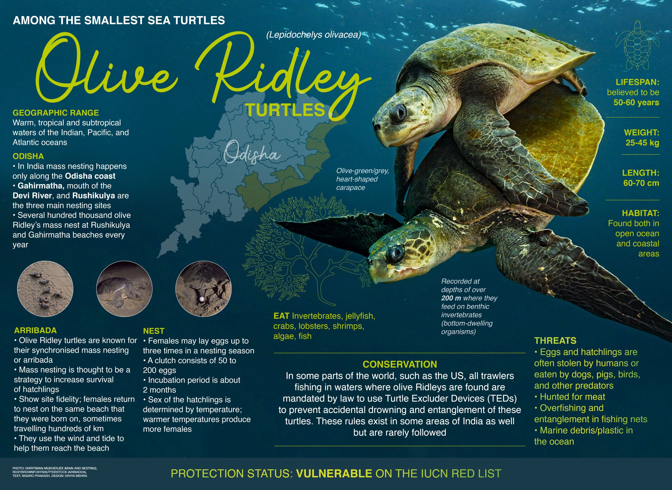 Olive Ridley Turtle Facts Diet Habitat endangered-species-the-great-barrier-reef