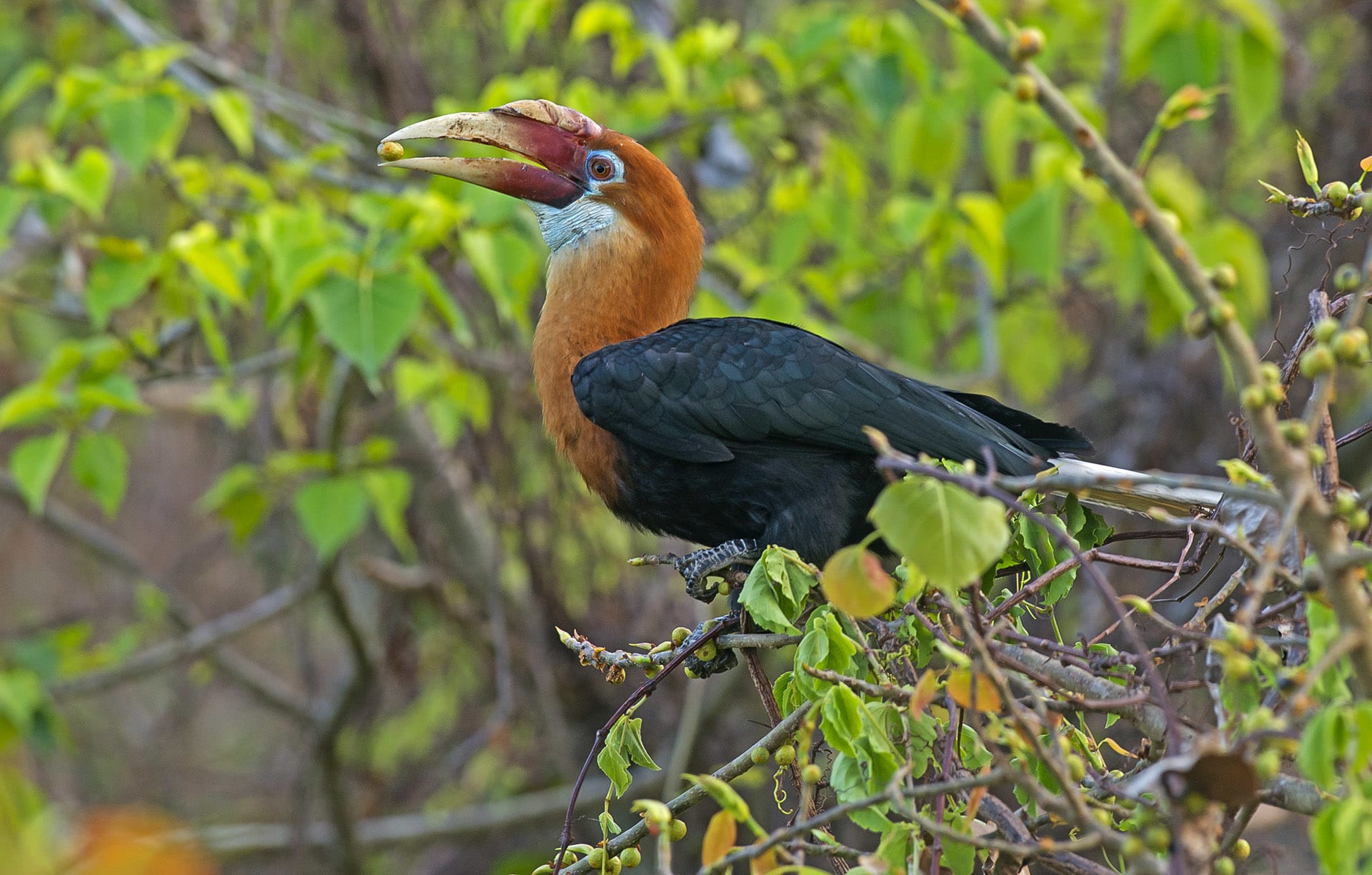 Narcondam Hornbills: Gardeners of their Island Eden