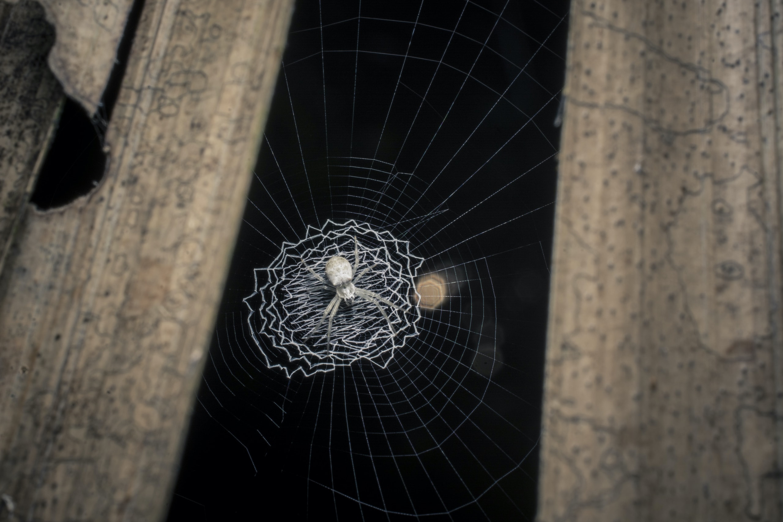 Spirals Through Time: Evolution of Orb-weaver Webs